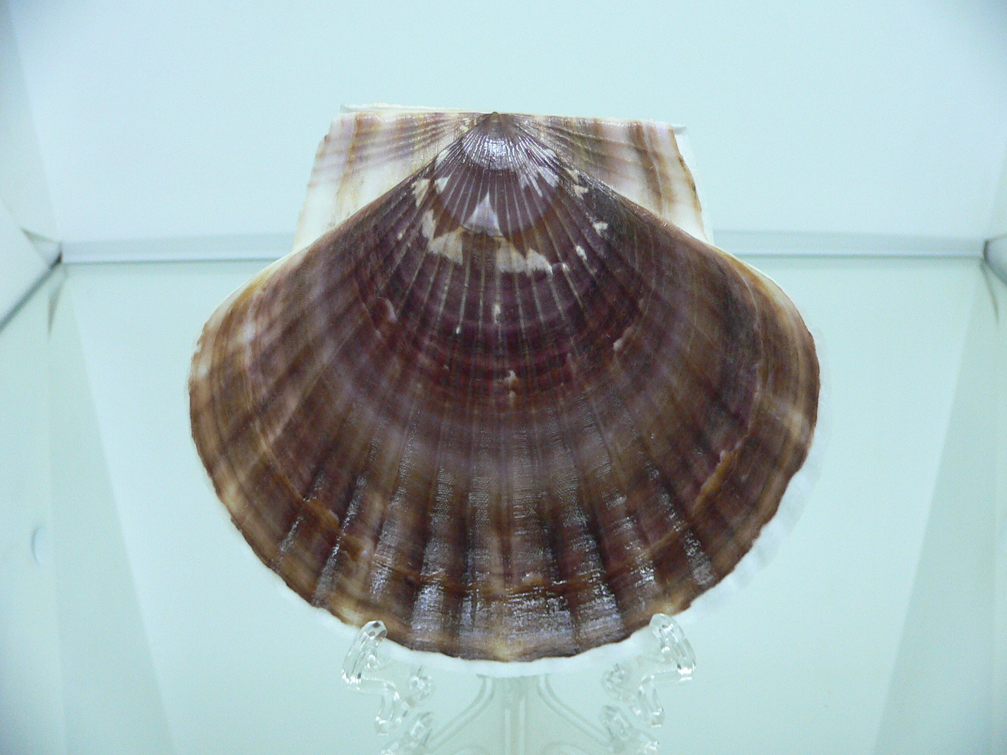 Patinopecten yessoensis LIGHT