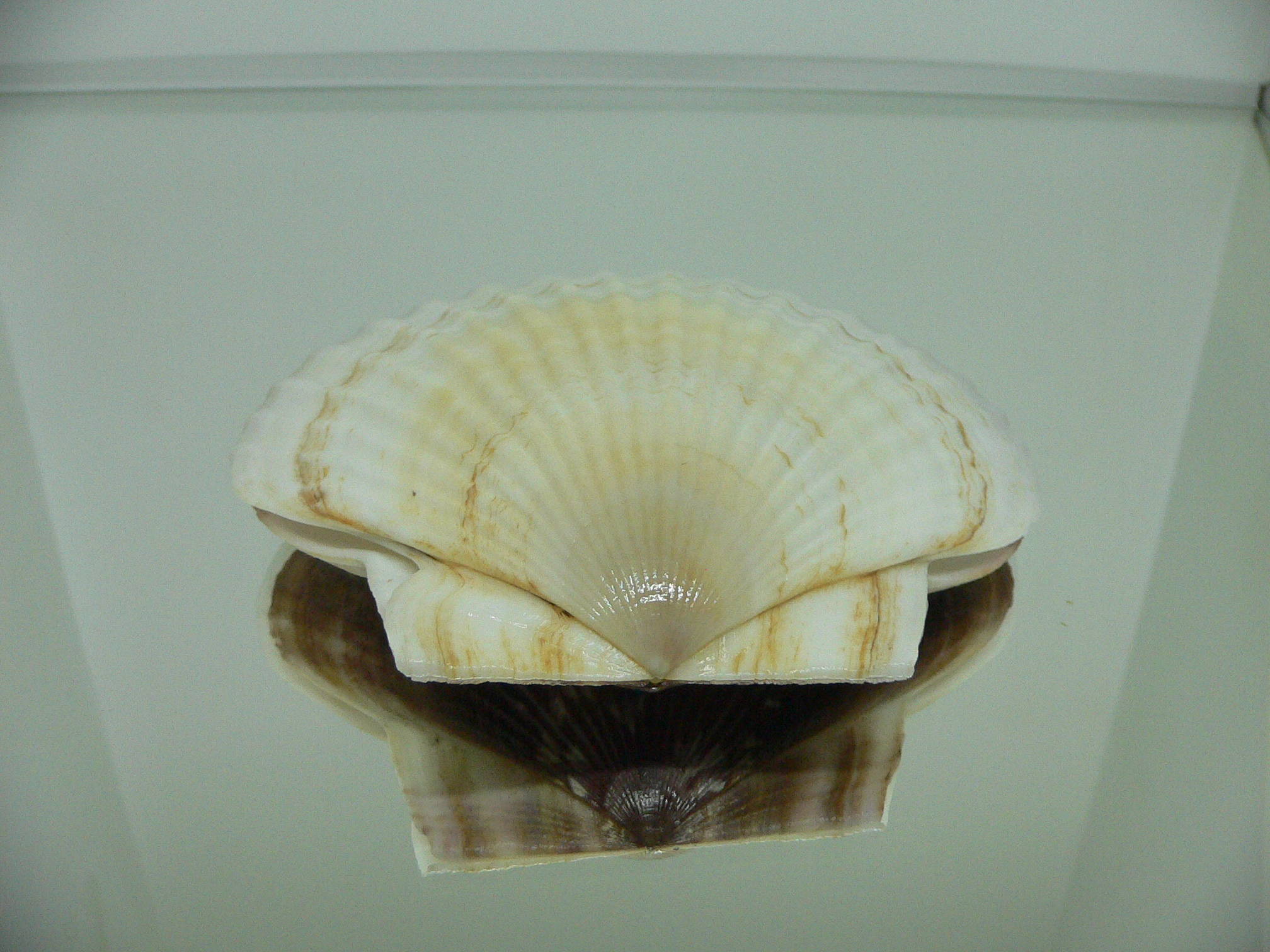 Patinopecten yessoensis LIGHT