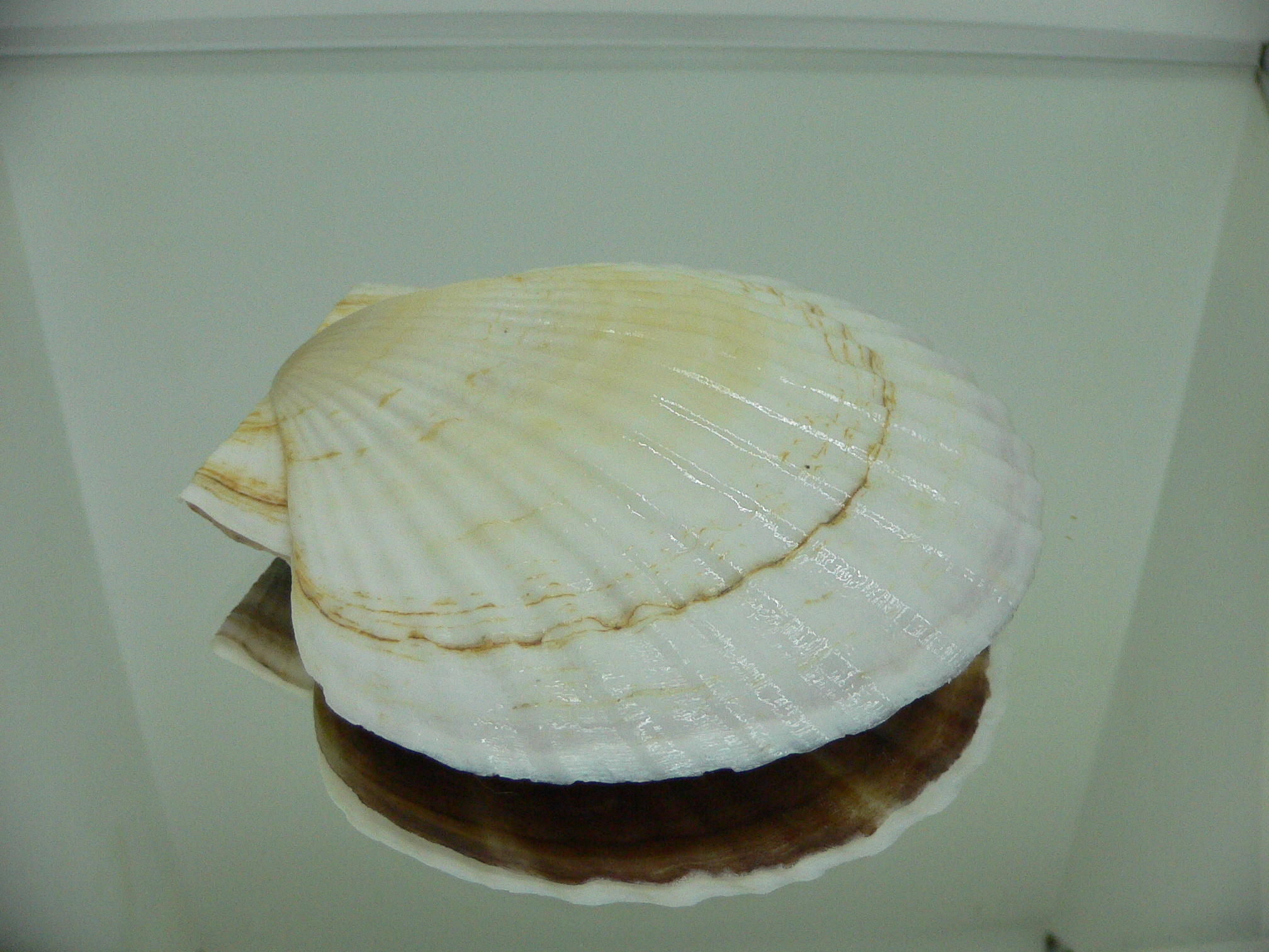 Patinopecten yessoensis LIGHT
