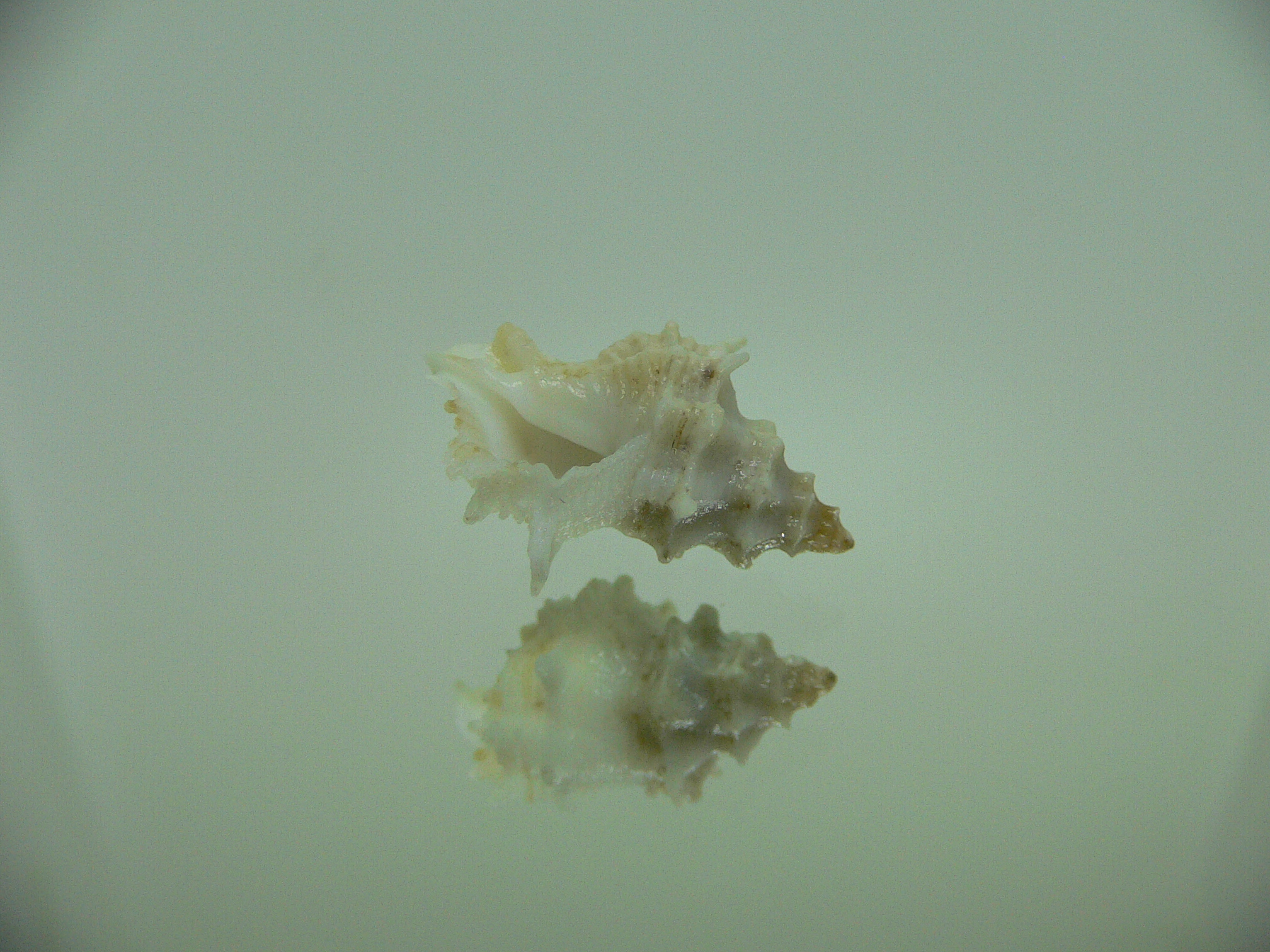Babelomurex bernardi ENDEMIC & WHITE