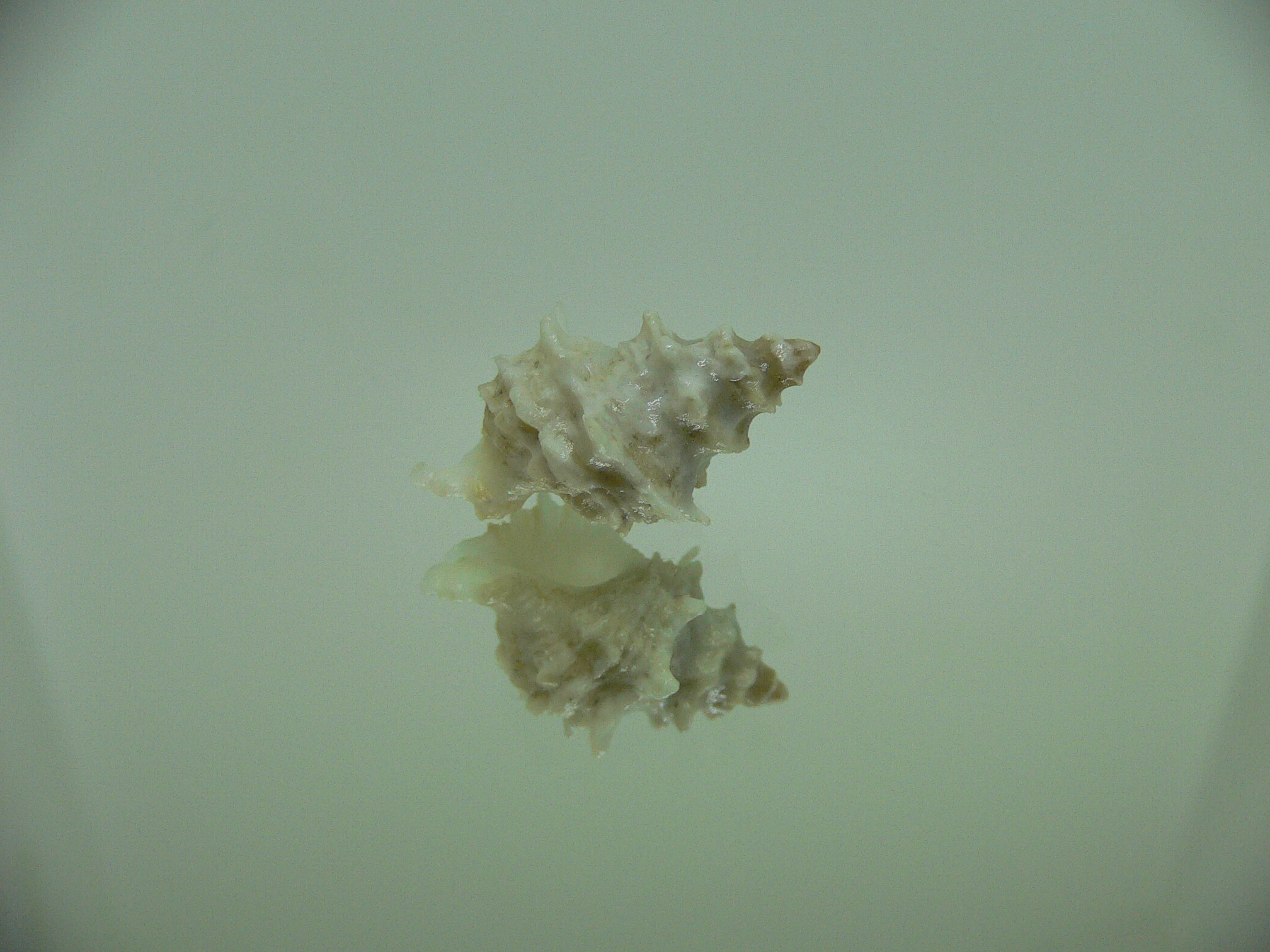Babelomurex bernardi ENDEMIC & WHITE