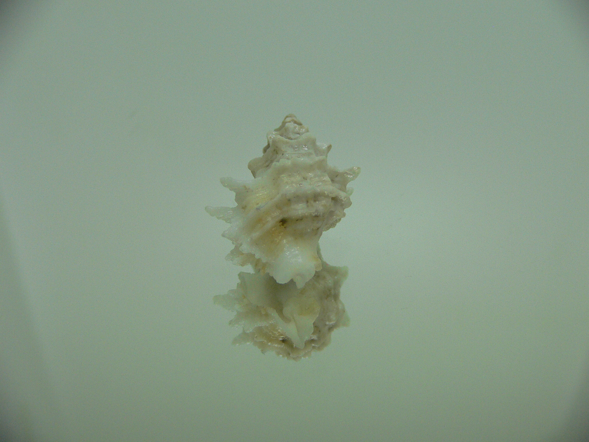 Babelomurex bernardi ENDEMIC & WHITE