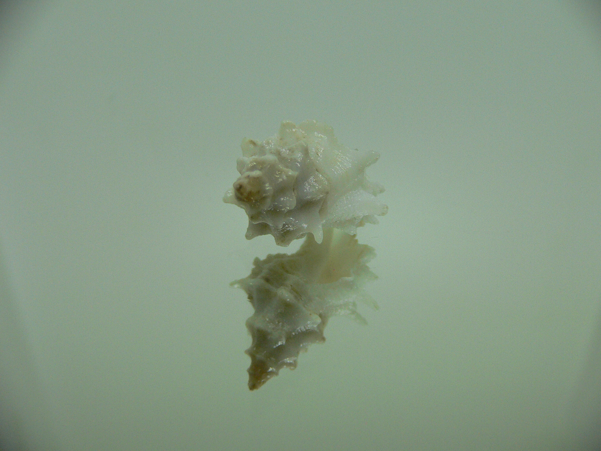 Babelomurex bernardi ENDEMIC & WHITE