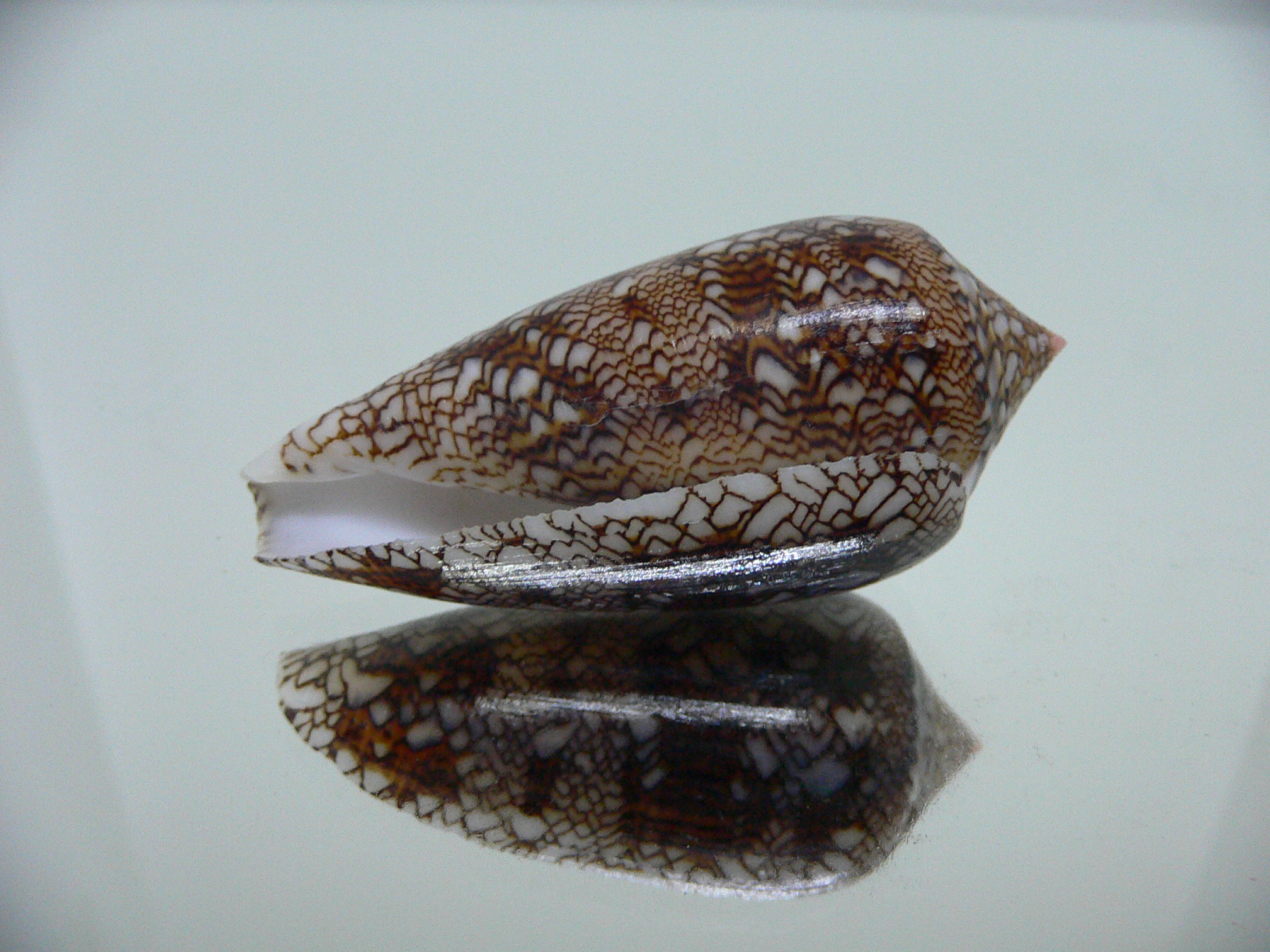 Conus textile VERY DARK