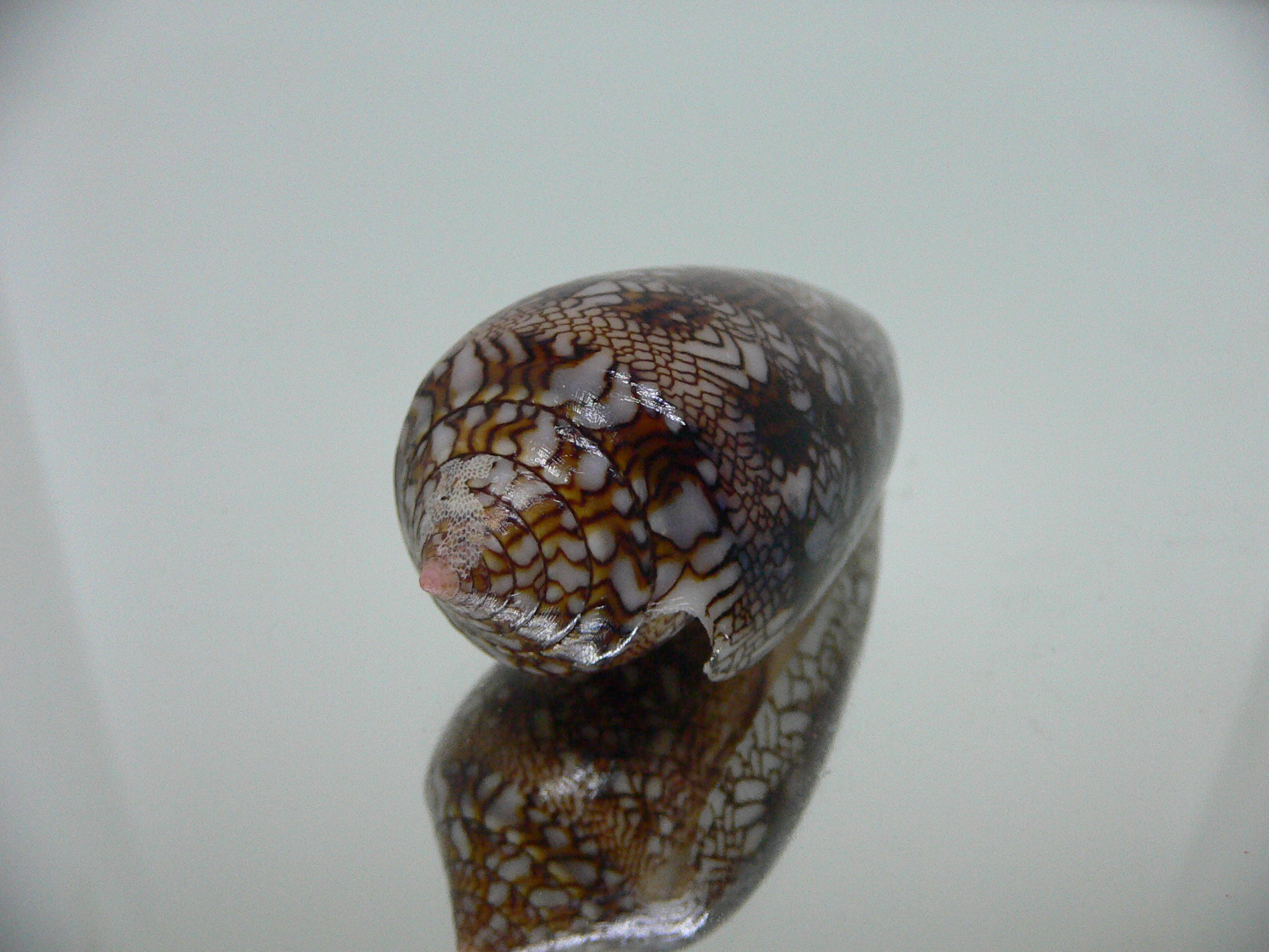 Conus textile VERY DARK