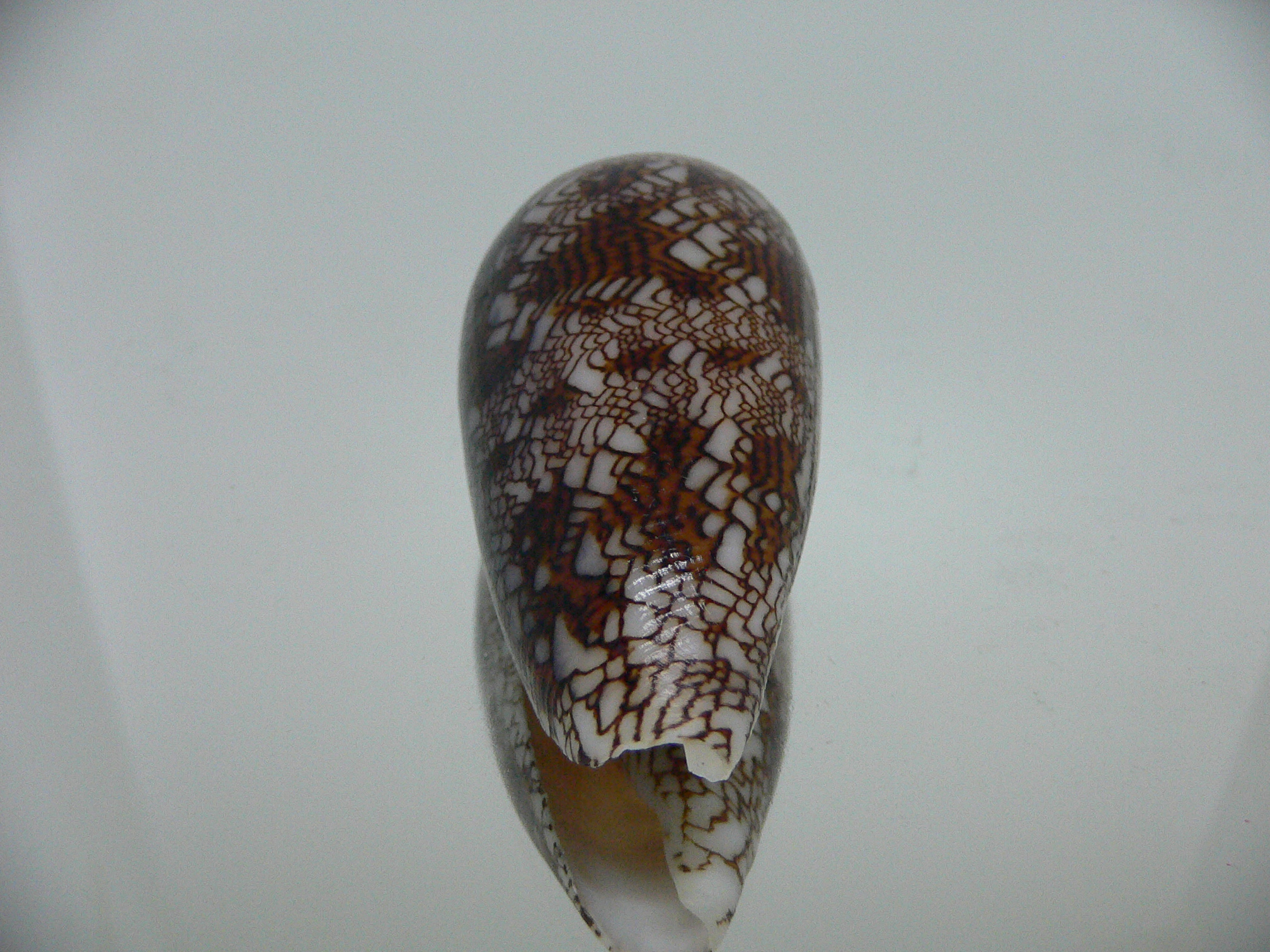 Conus textile VERY DARK