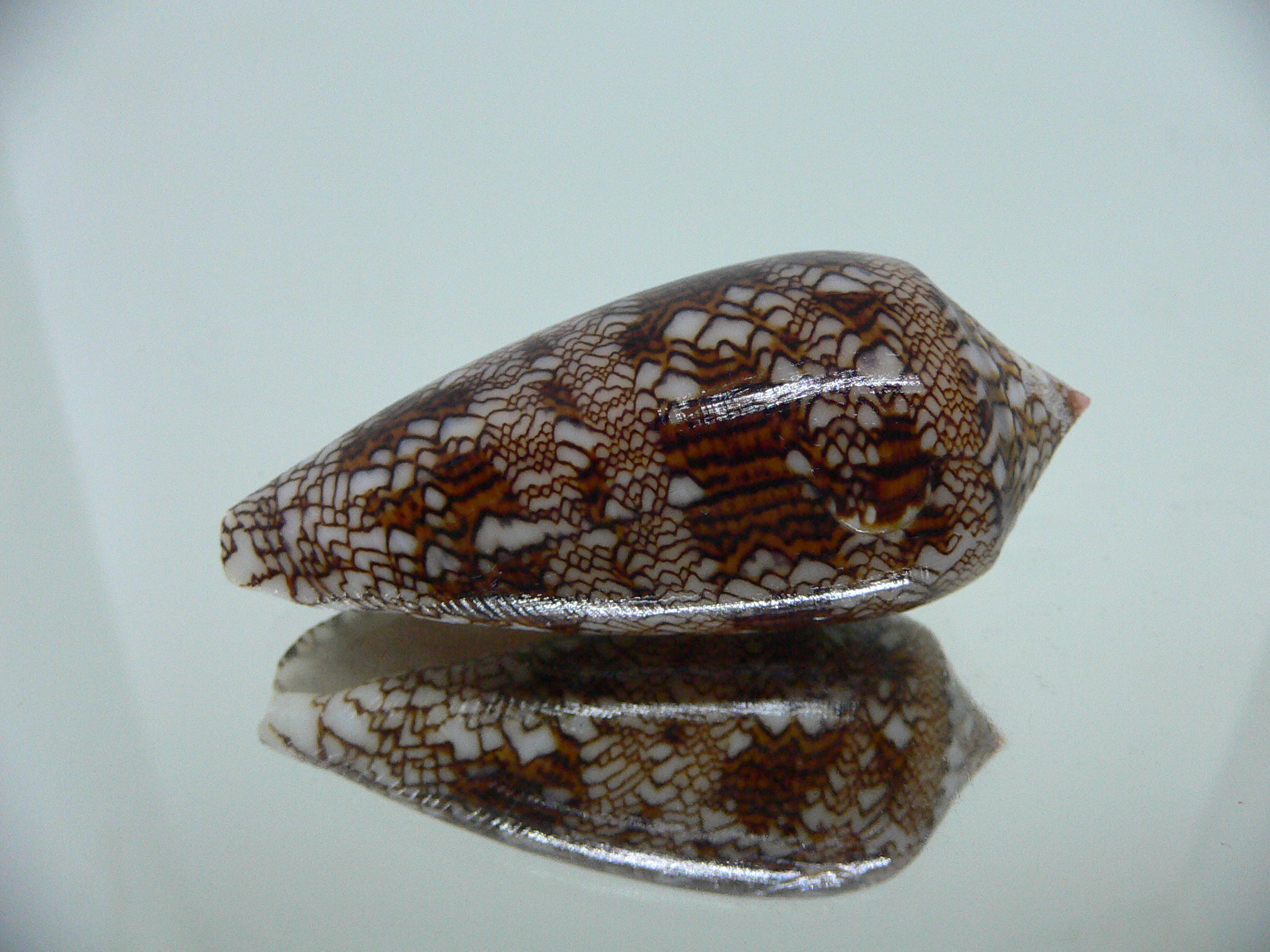 Conus textile VERY DARK
