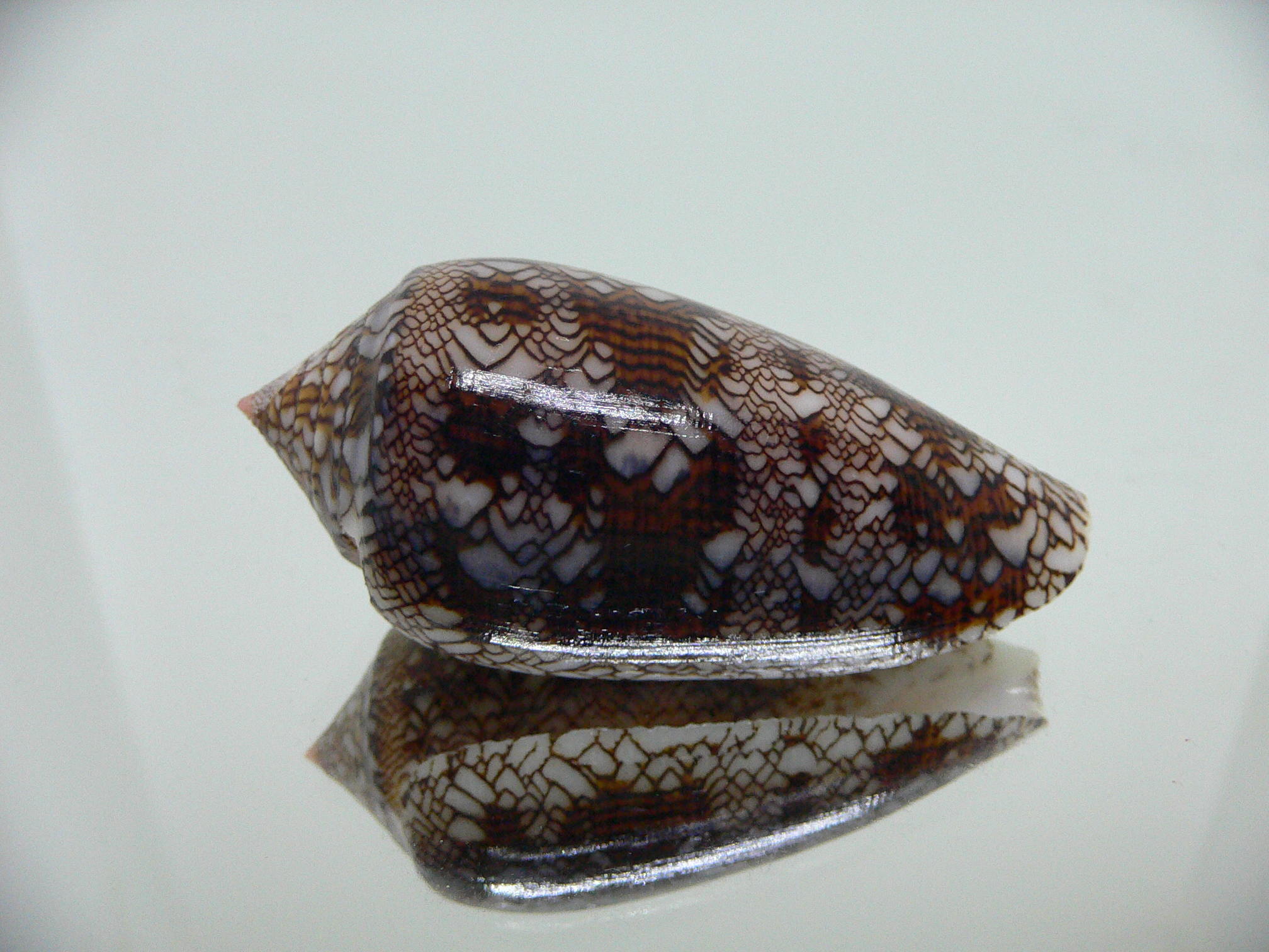 Conus textile VERY DARK