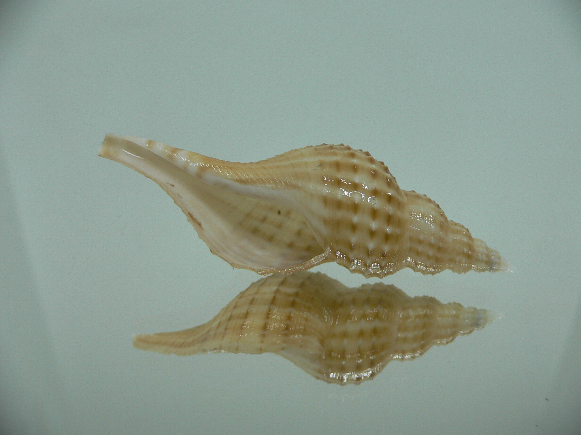 Granulifusus hayashii RELIEF & DARK