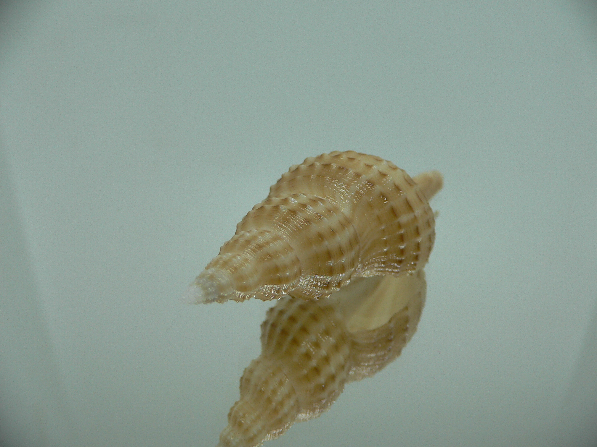 Granulifusus hayashii RELIEF & DARK