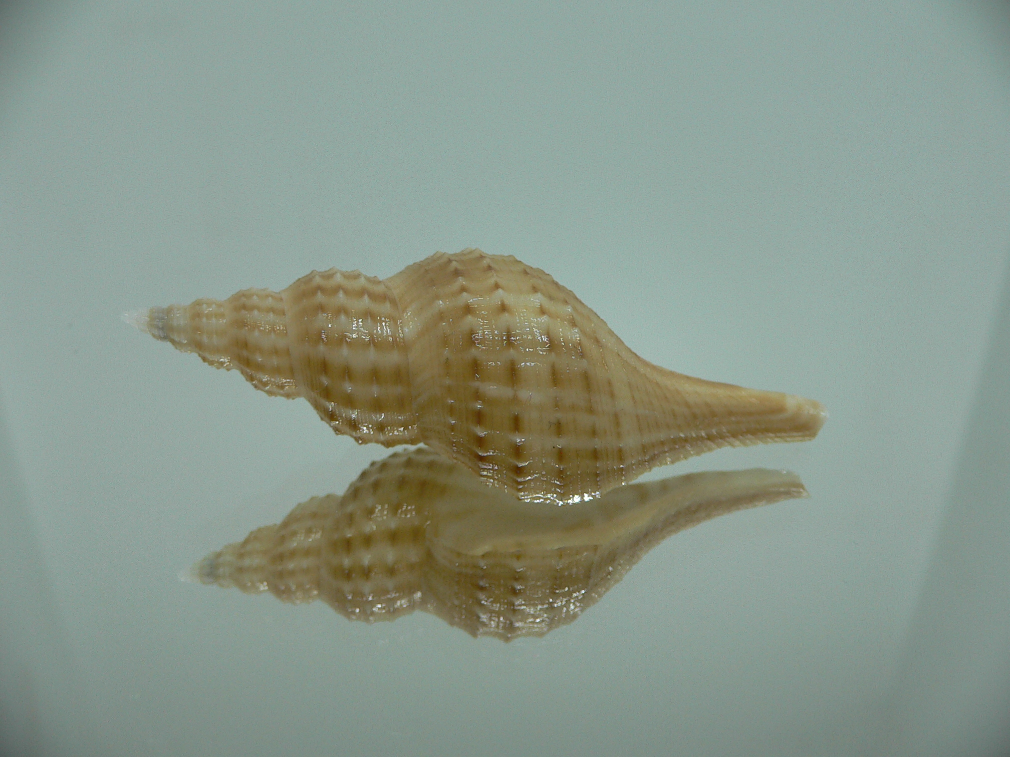 Granulifusus hayashii RELIEF & DARK