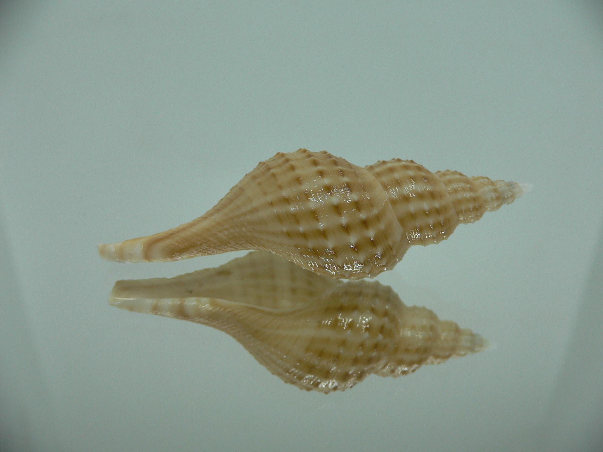 Granulifusus hayashii RELIEF & DARK