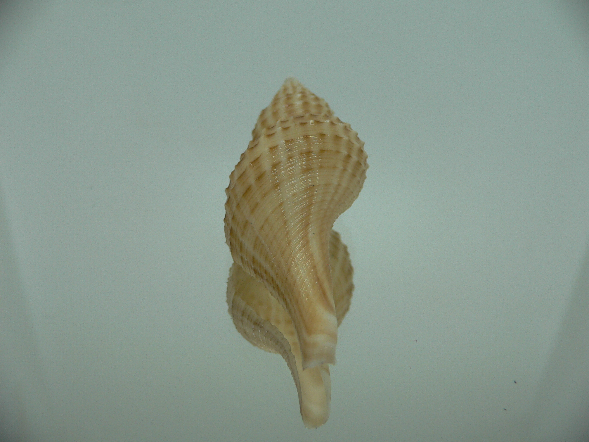 Granulifusus hayashii RELIEF & DARK