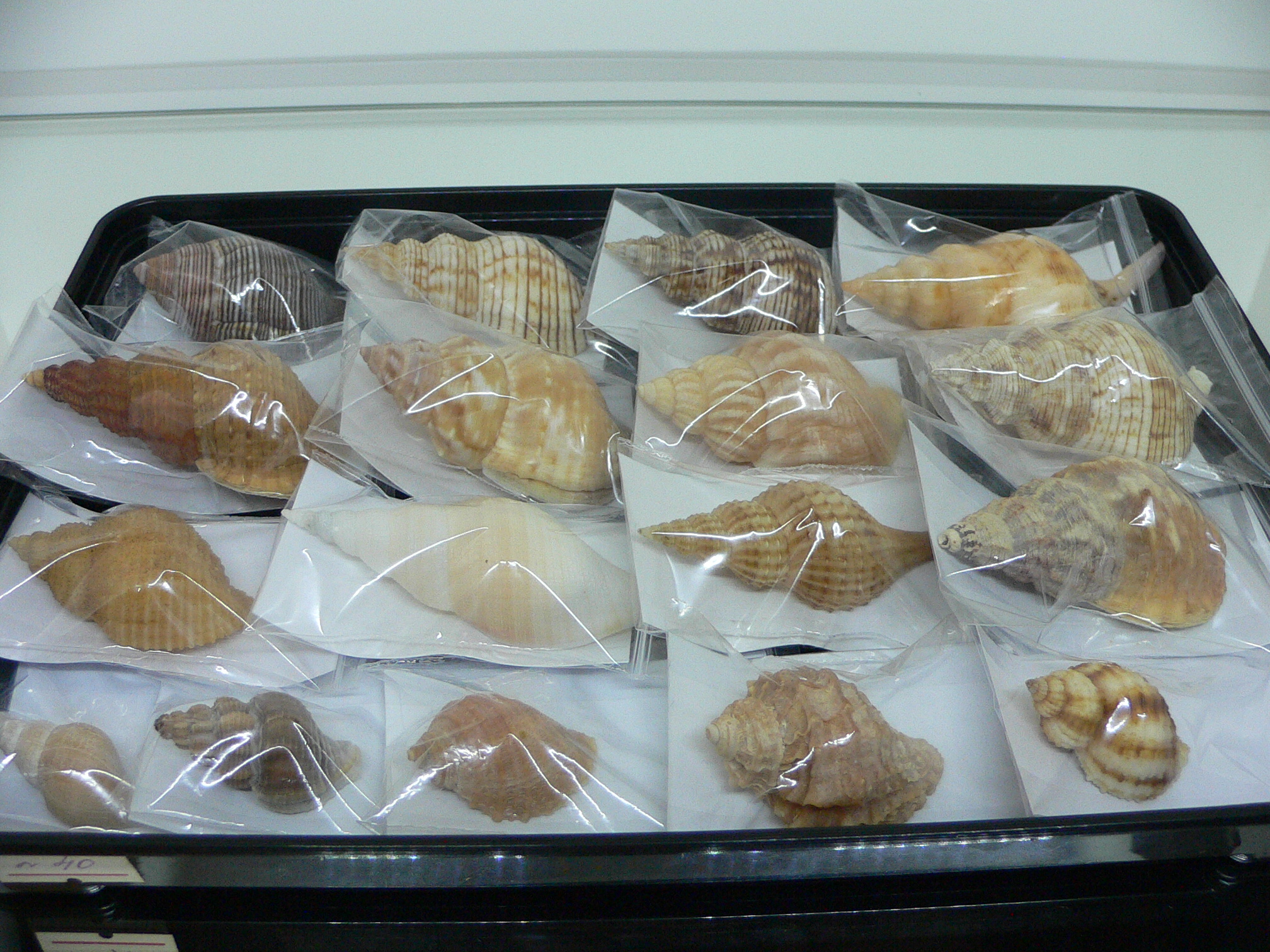 Granulifusus hayashii RELIEF & DARK