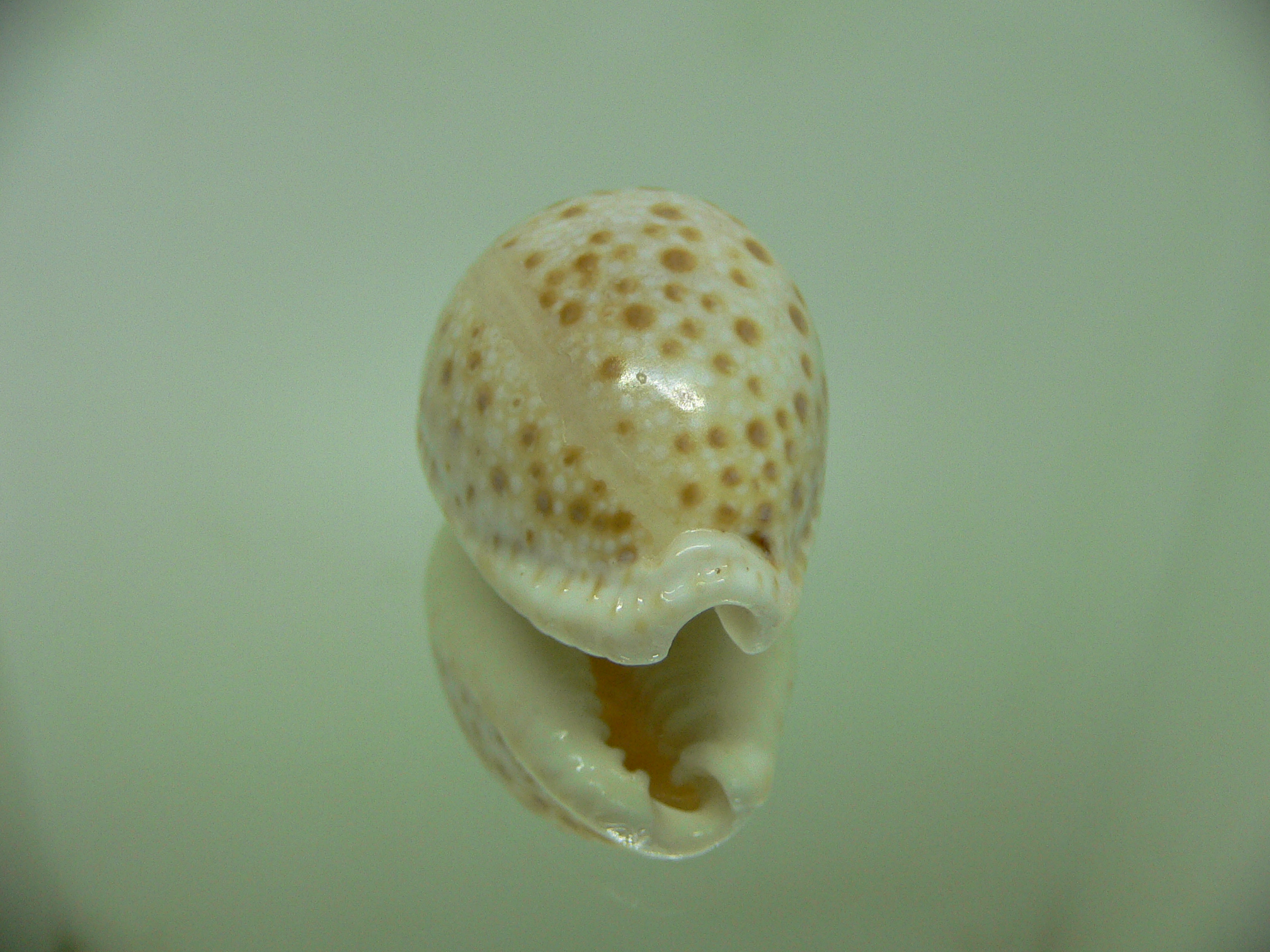 Cypraea marginalis Fresh dead & BIG