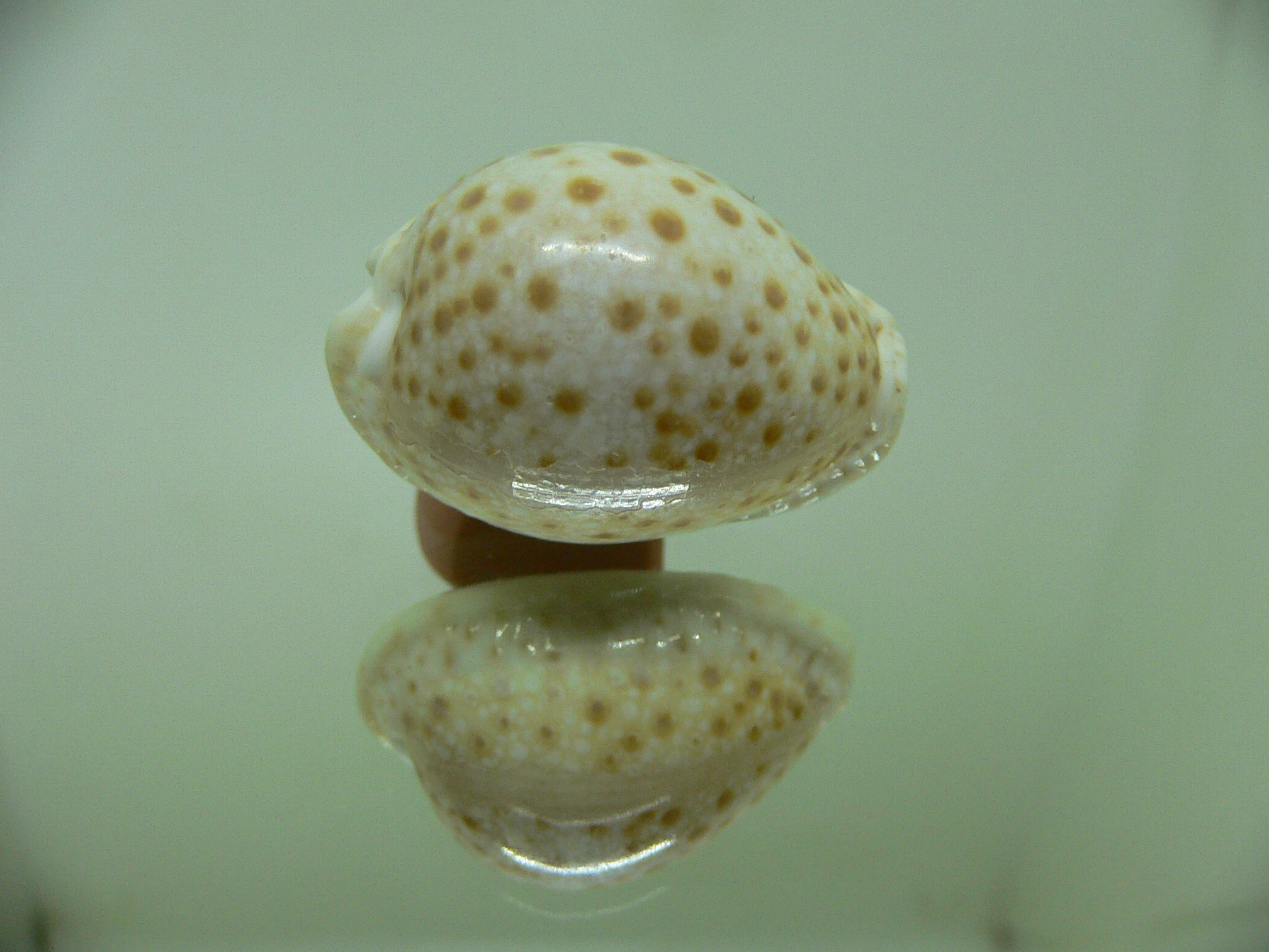 Cypraea marginalis Fresh dead & BIG