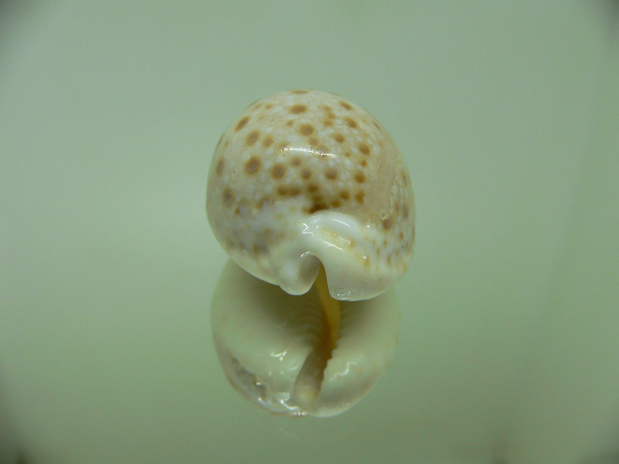 Cypraea marginalis Fresh dead & BIG