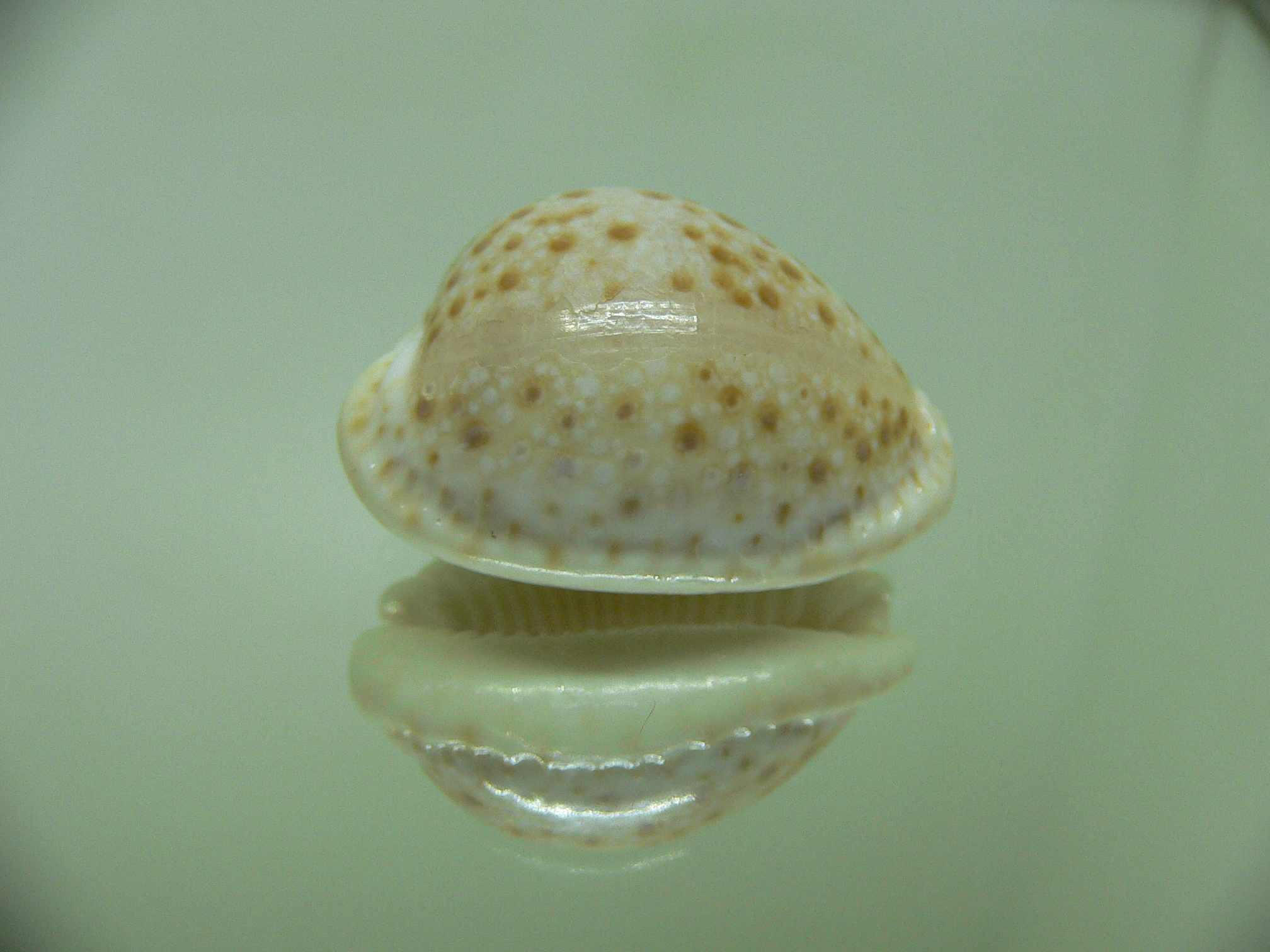 Cypraea marginalis Fresh dead & BIG