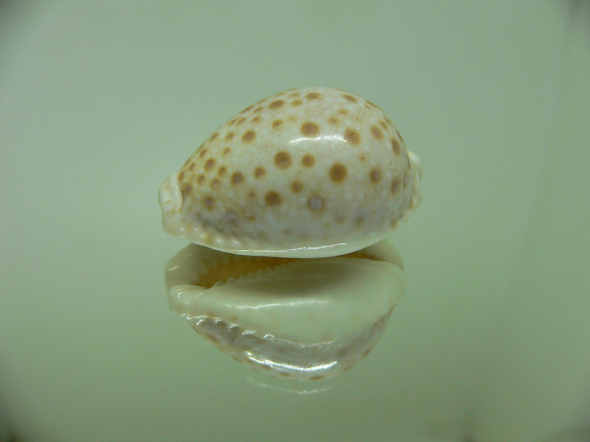 Cypraea marginalis Fresh dead & BIG