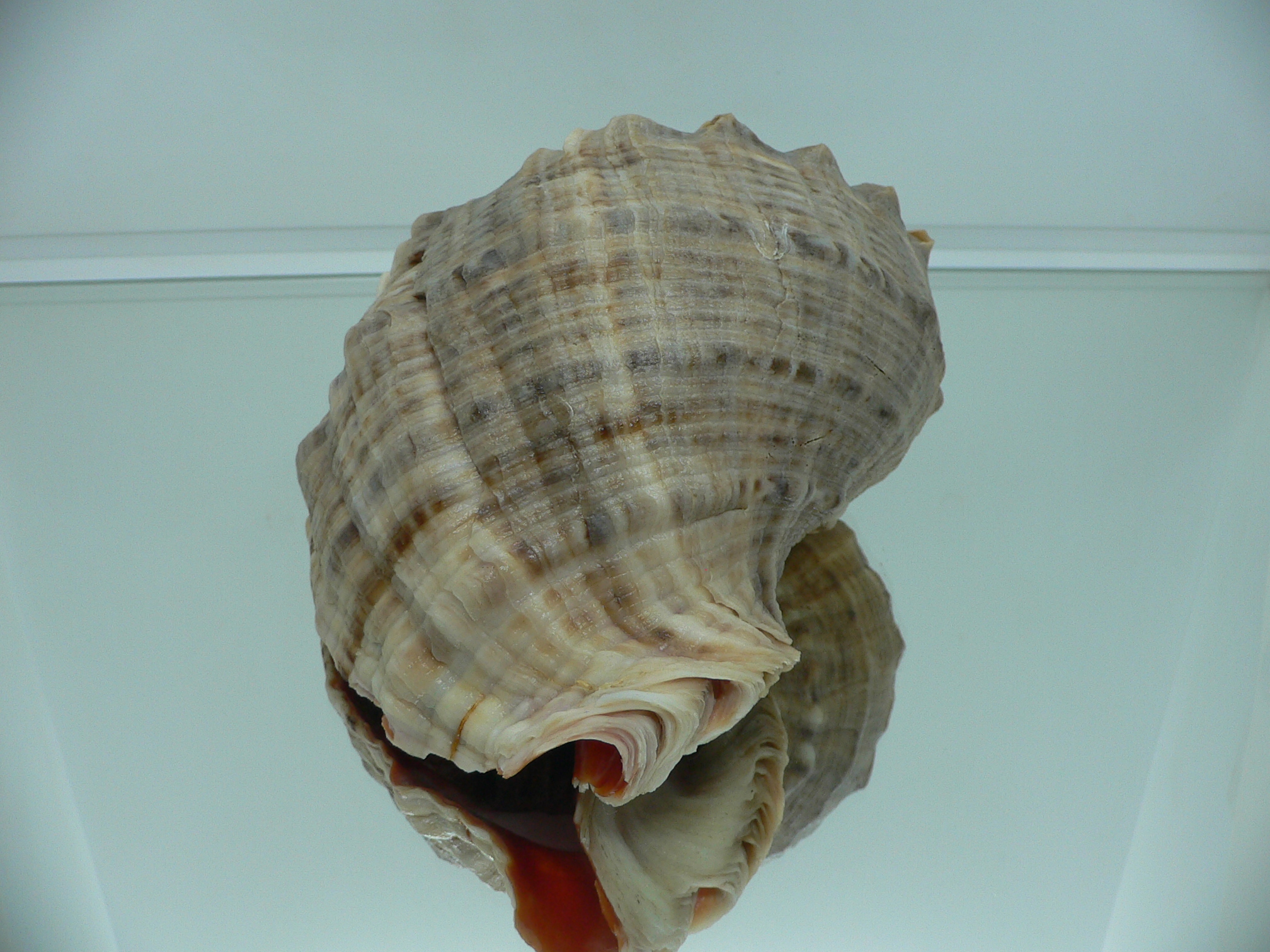 Rapana venosa WIDE & HEAVY