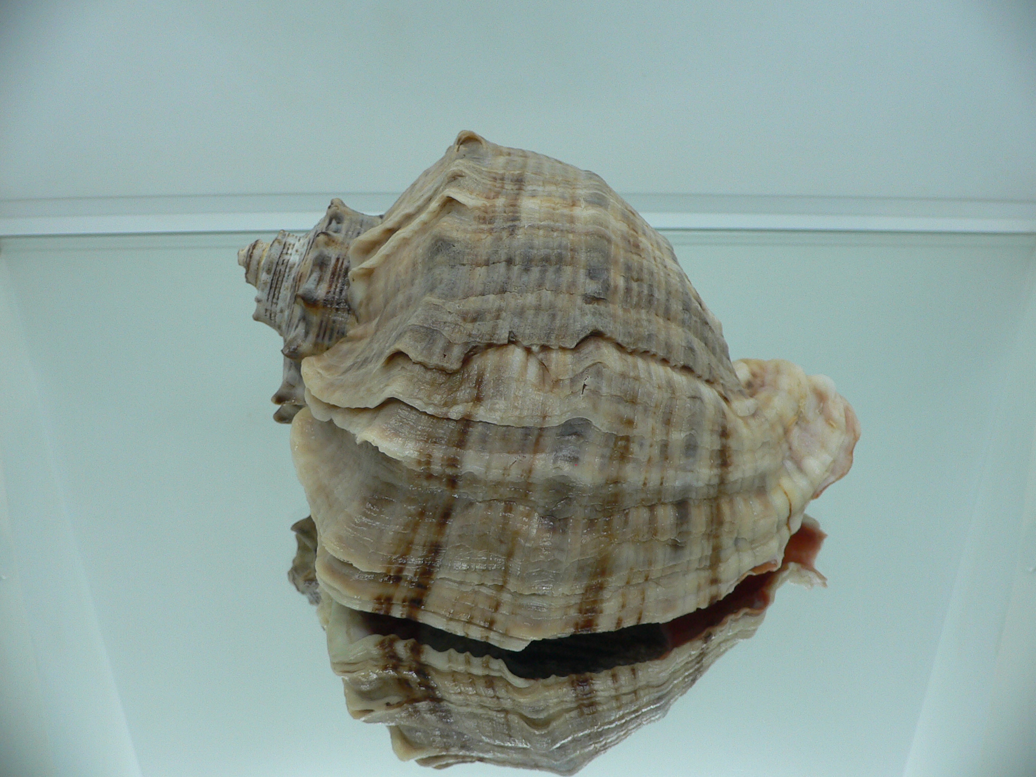 Rapana venosa WIDE & HEAVY