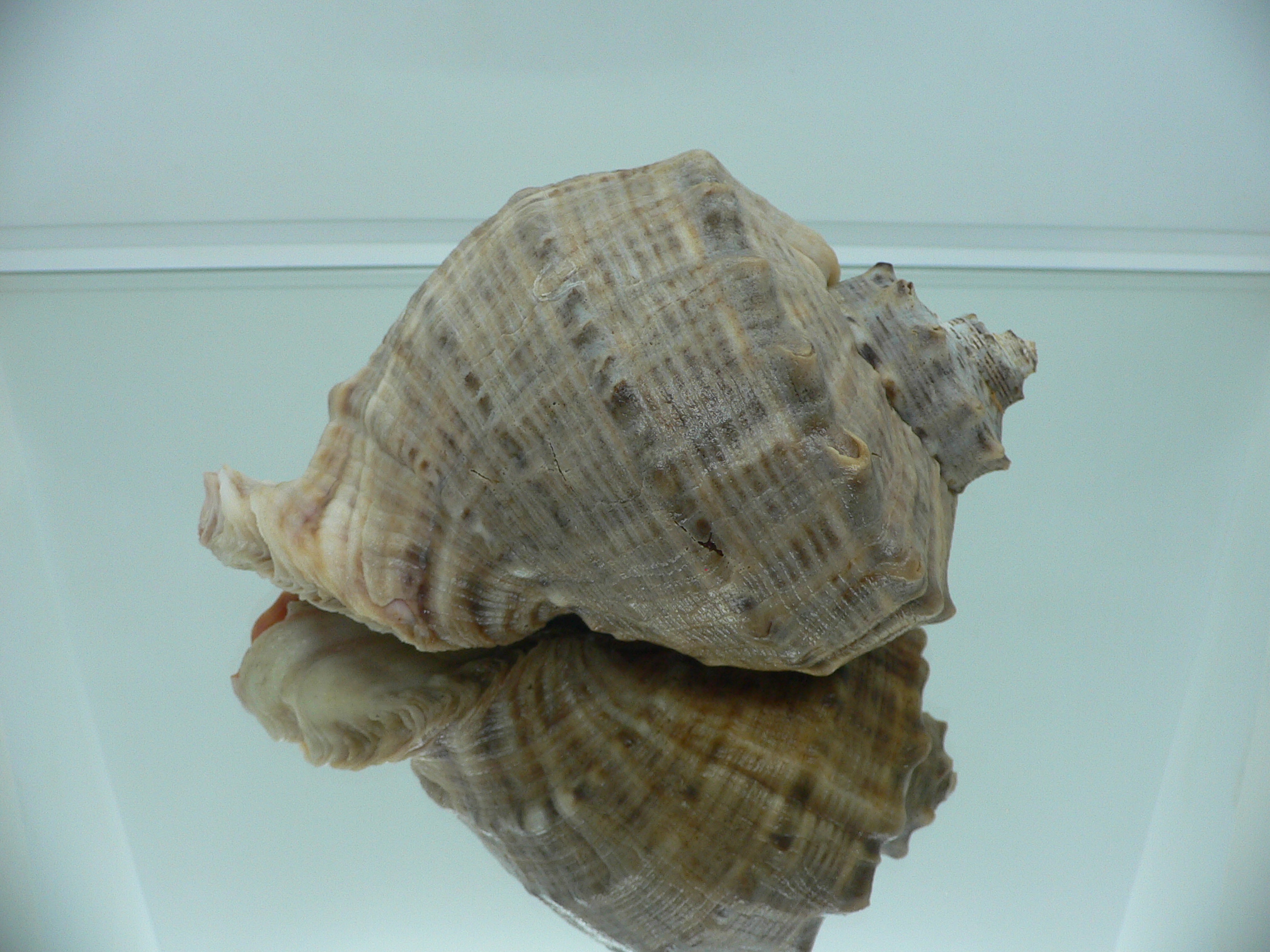 Rapana venosa WIDE & HEAVY