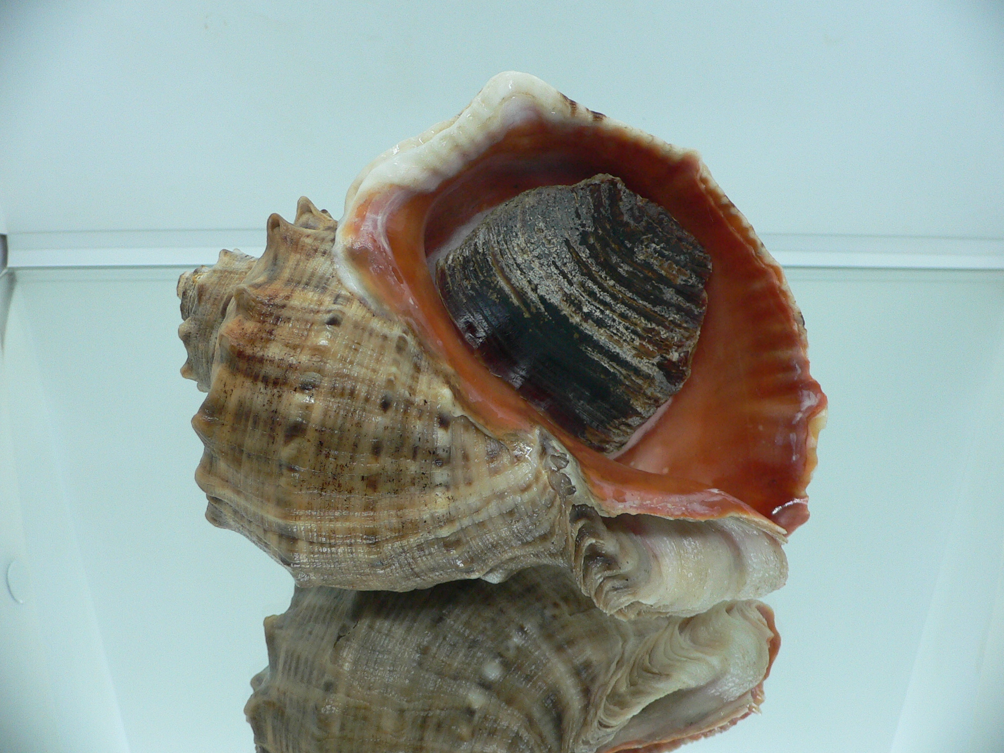 Rapana venosa WIDE & HEAVY