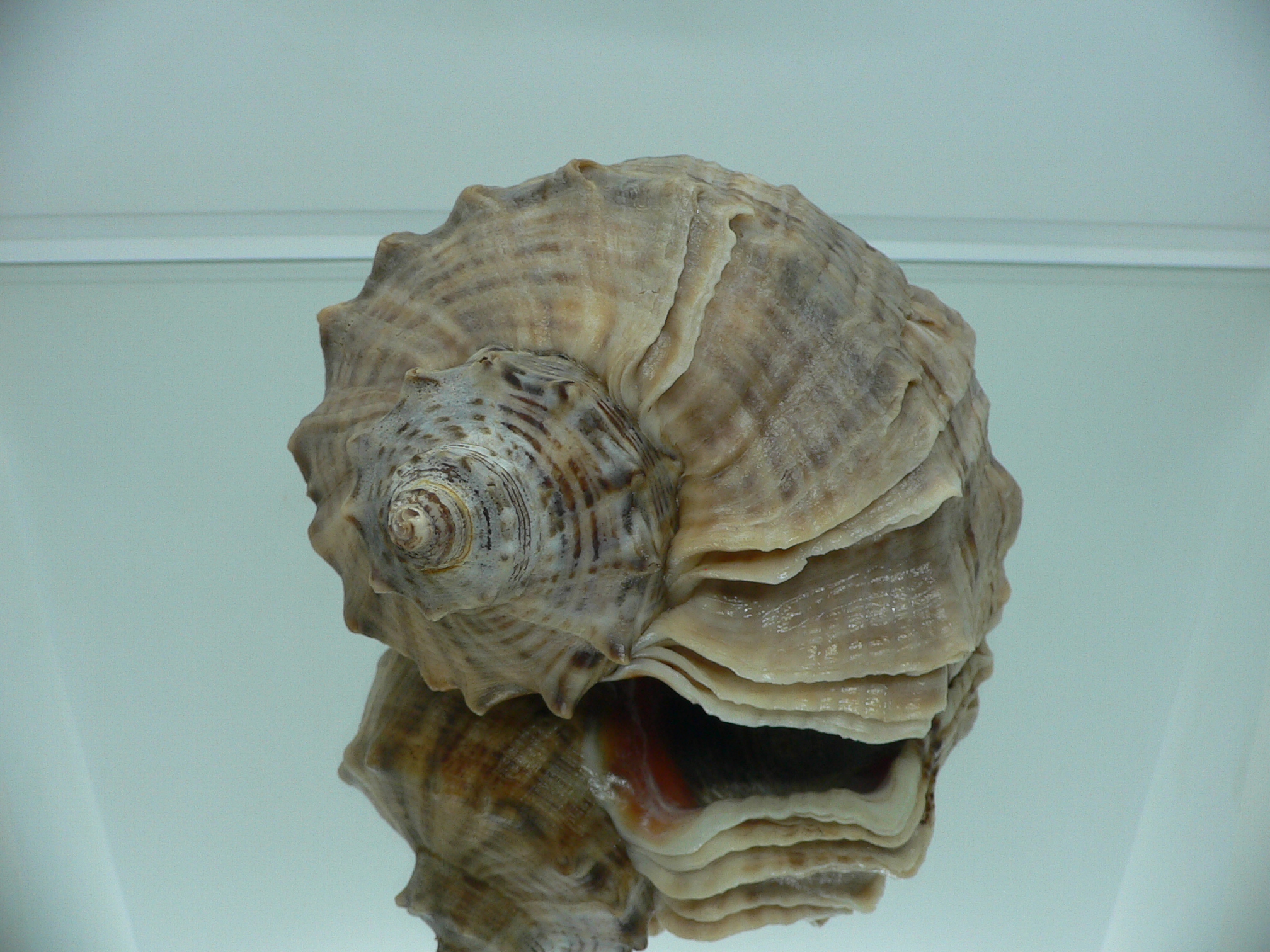 Rapana venosa WIDE & HEAVY