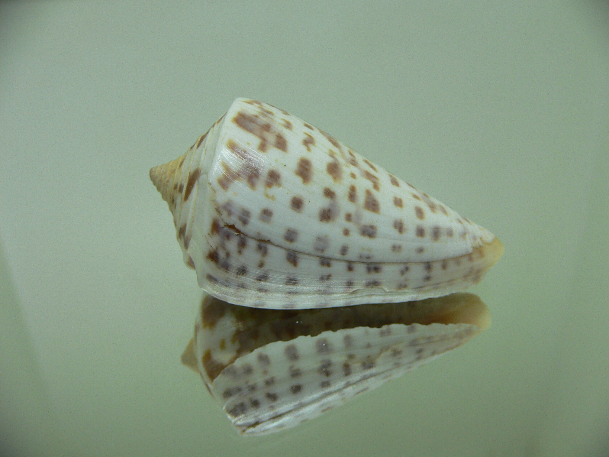 Conus regularis 1