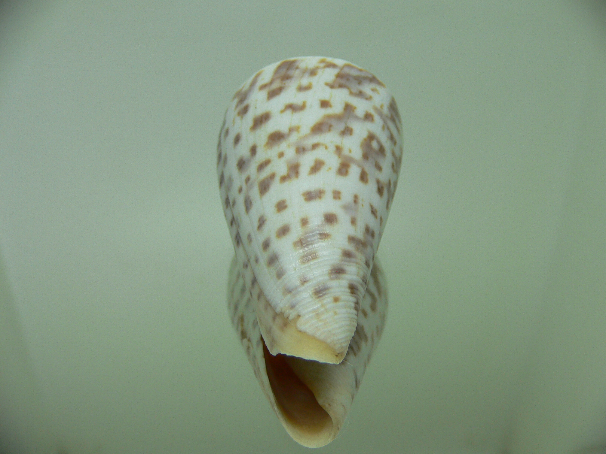 Conus regularis 1