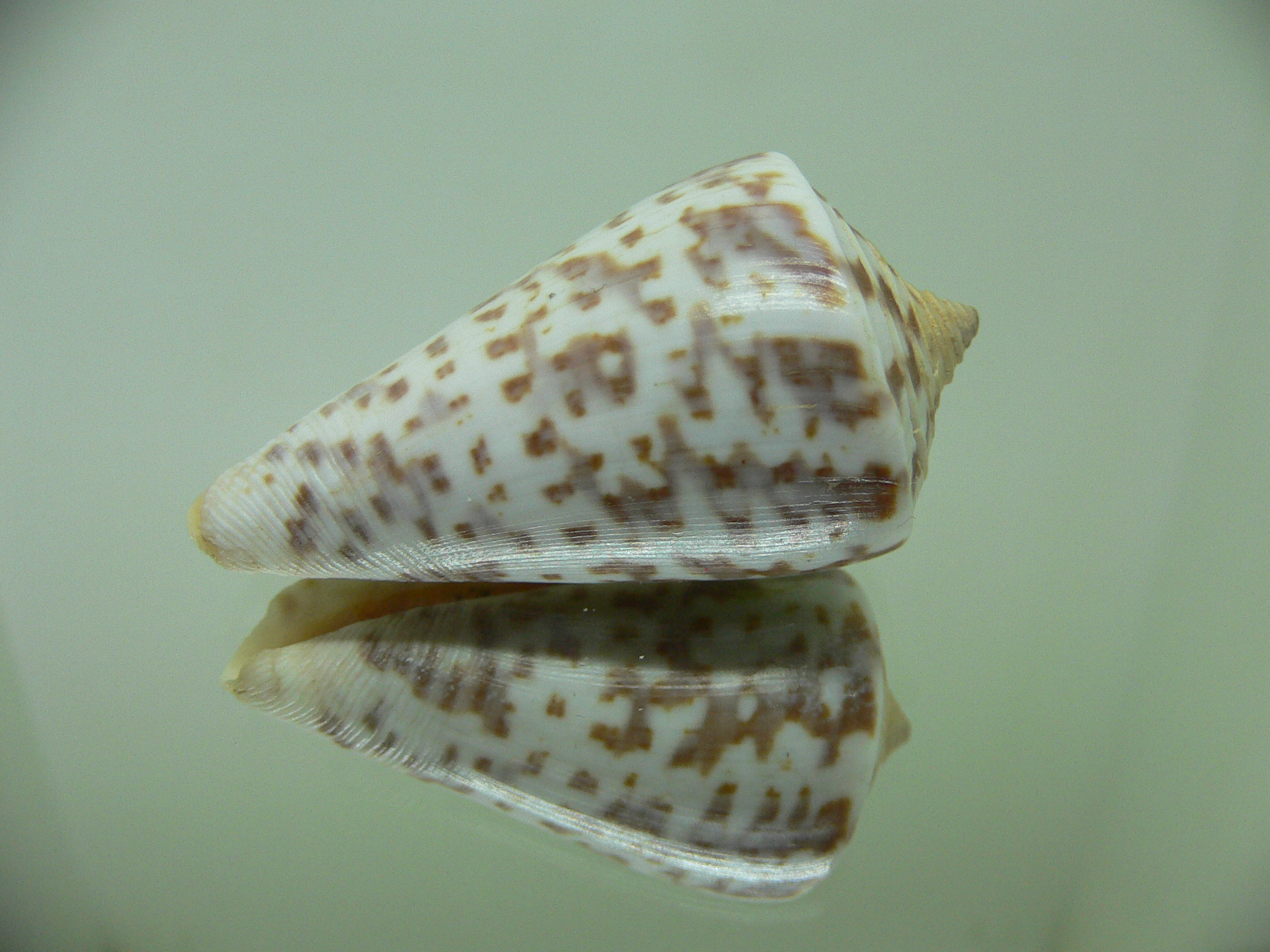 Conus regularis 1