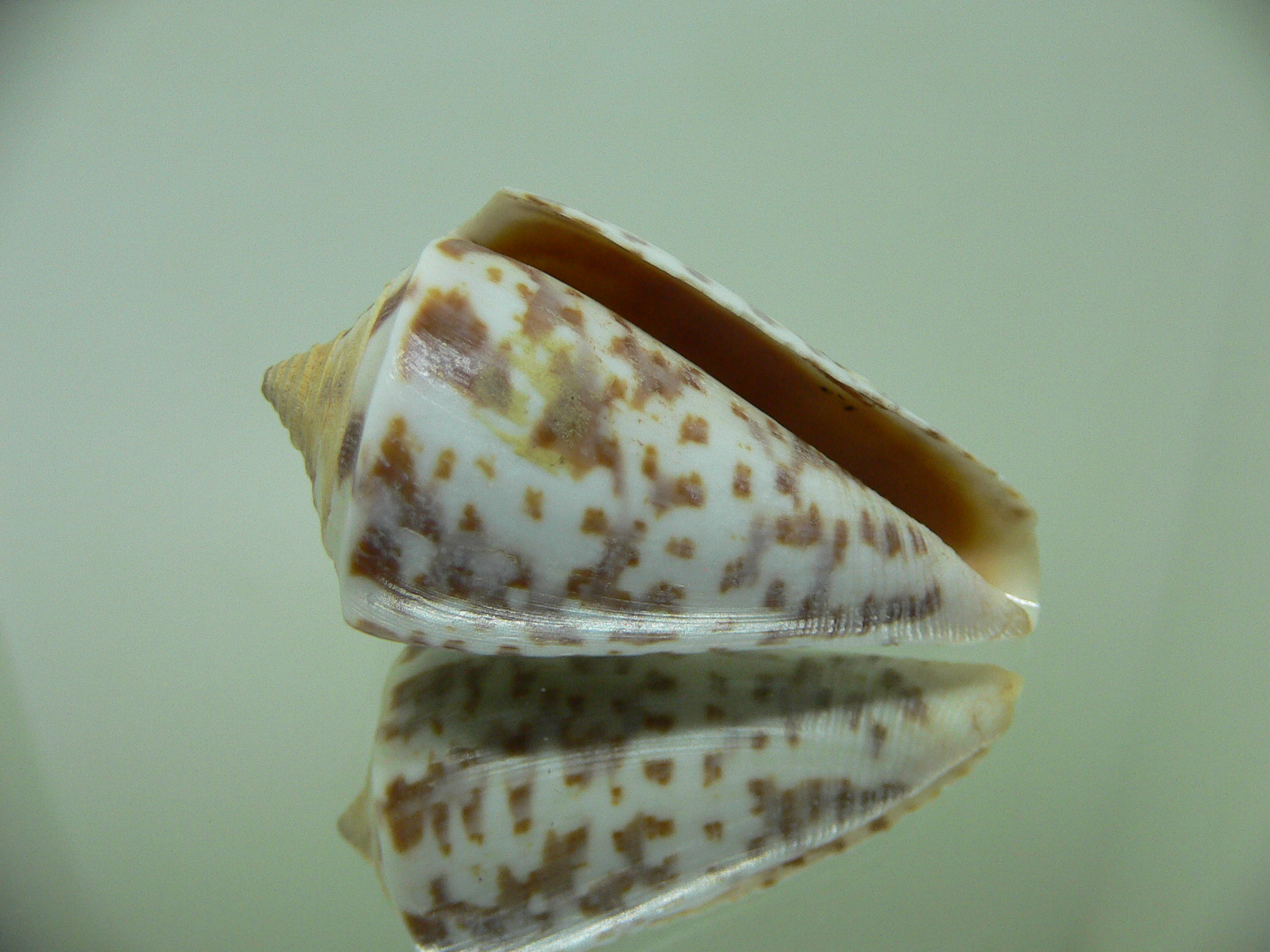 Conus regularis 1