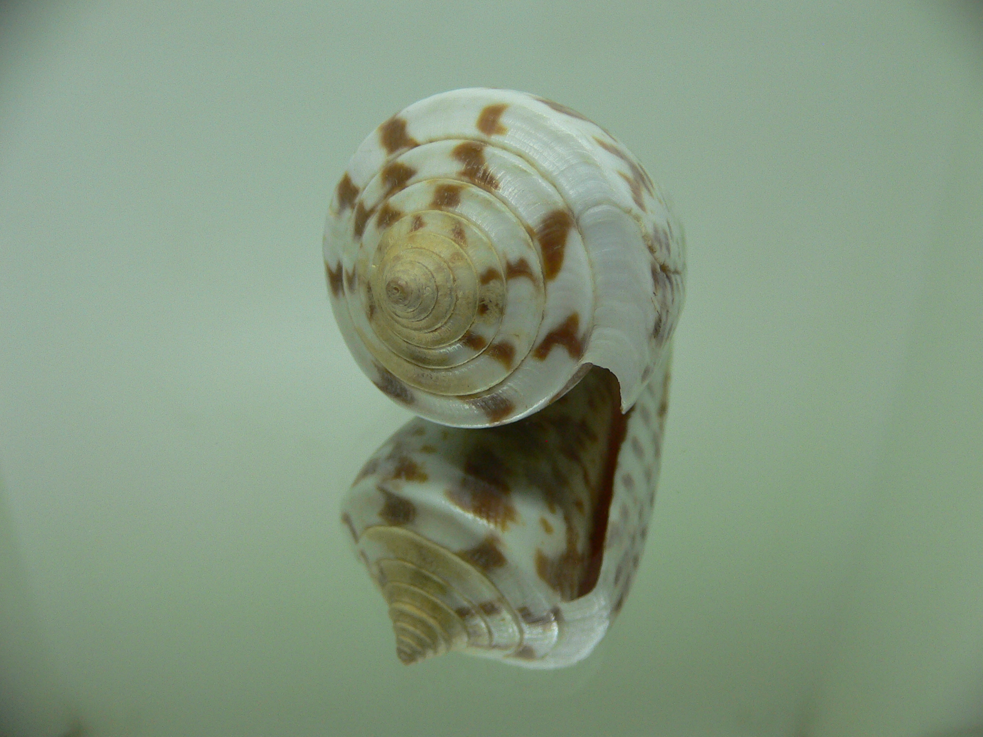 Conus regularis 1