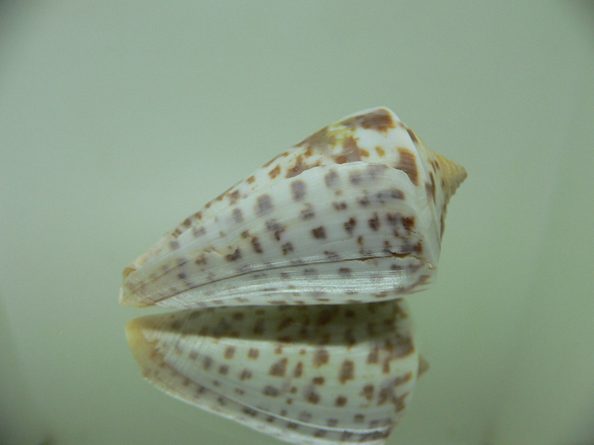 Conus regularis 1