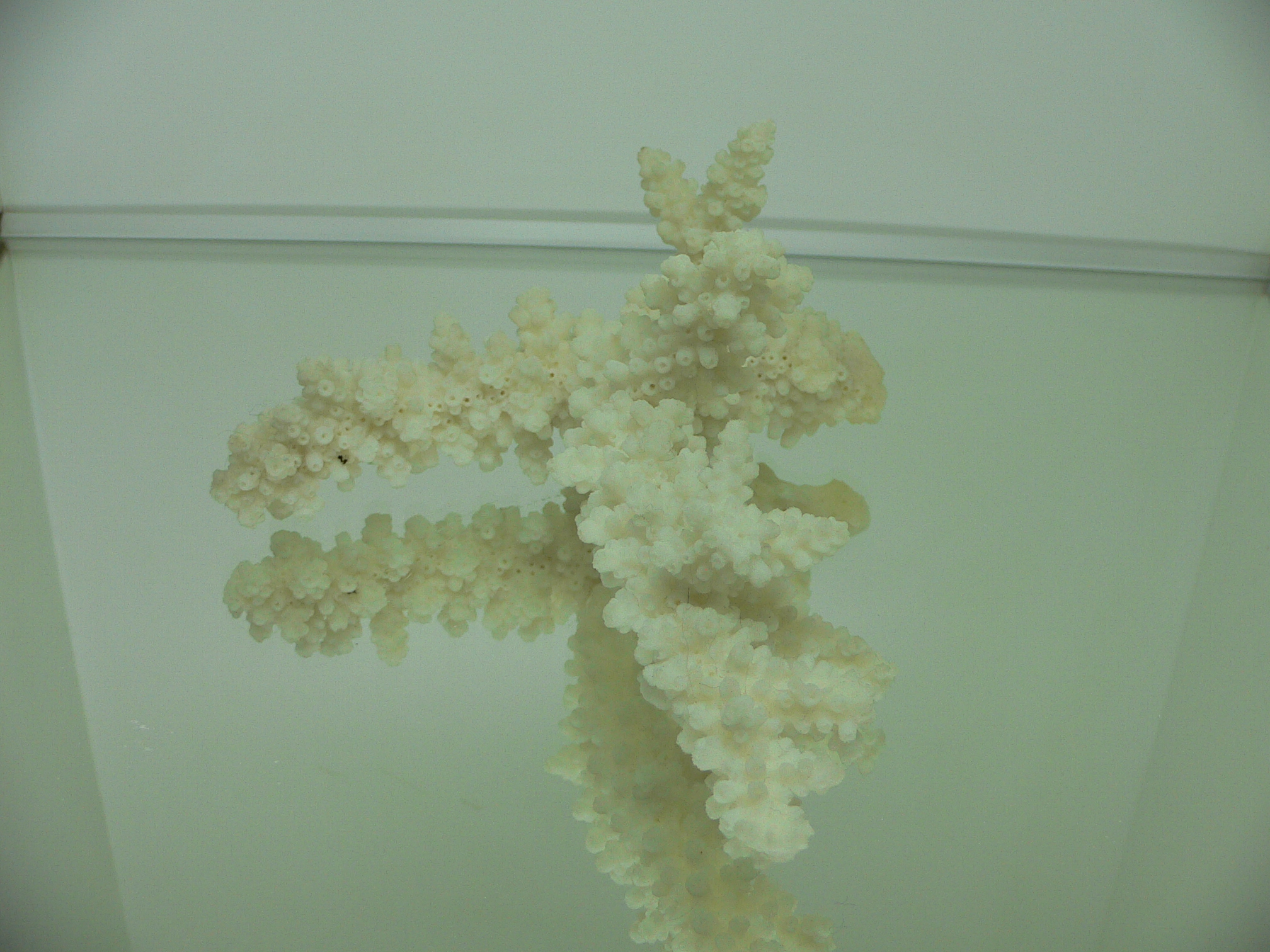 Acropora austera RARE