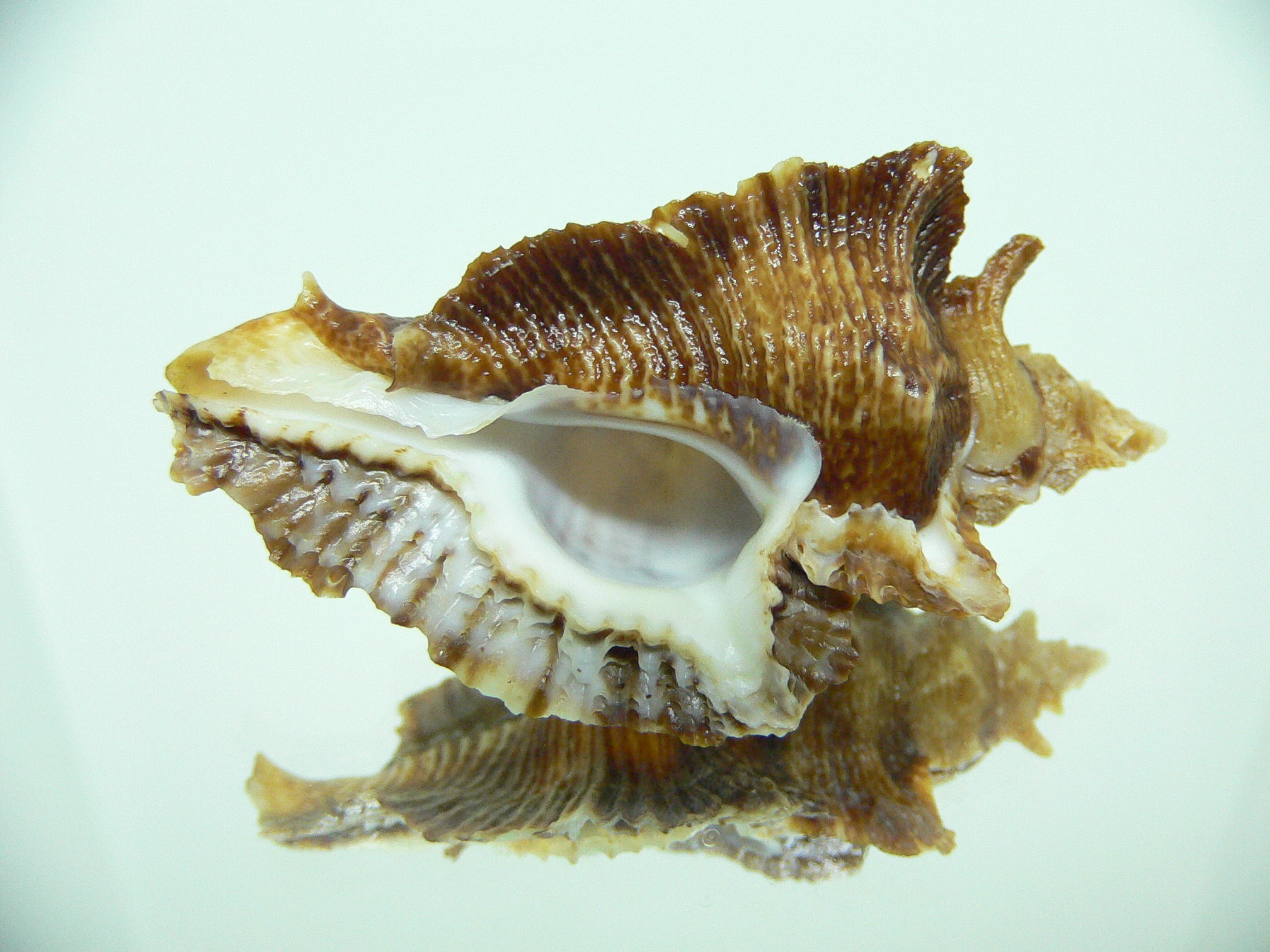 Pterochelus triformis