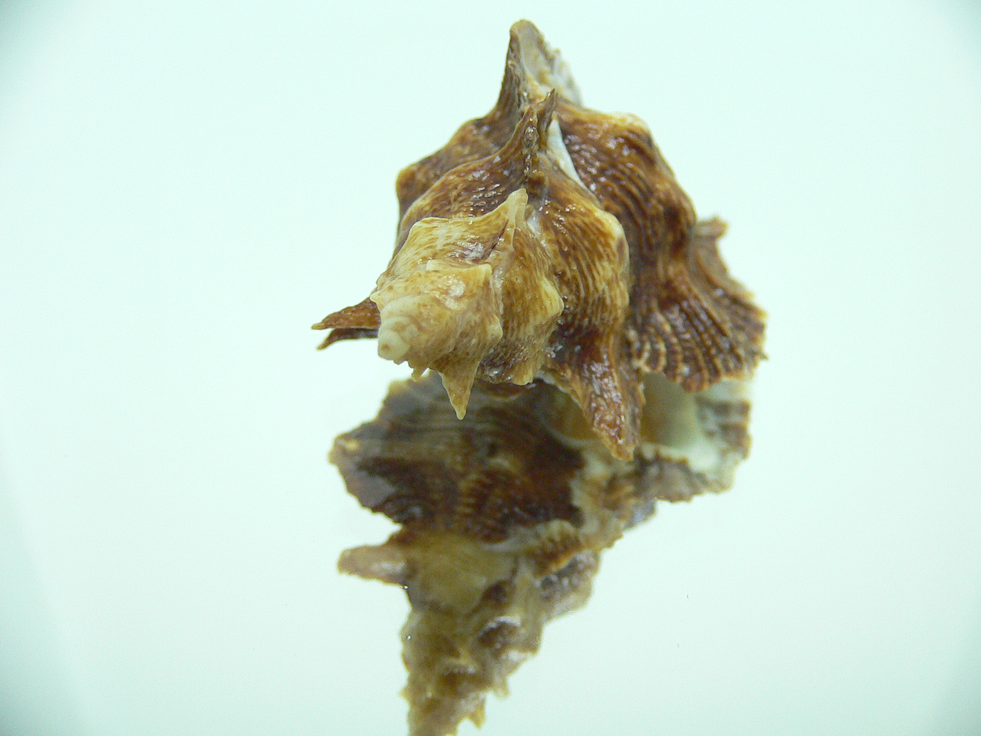 Pterochelus triformis