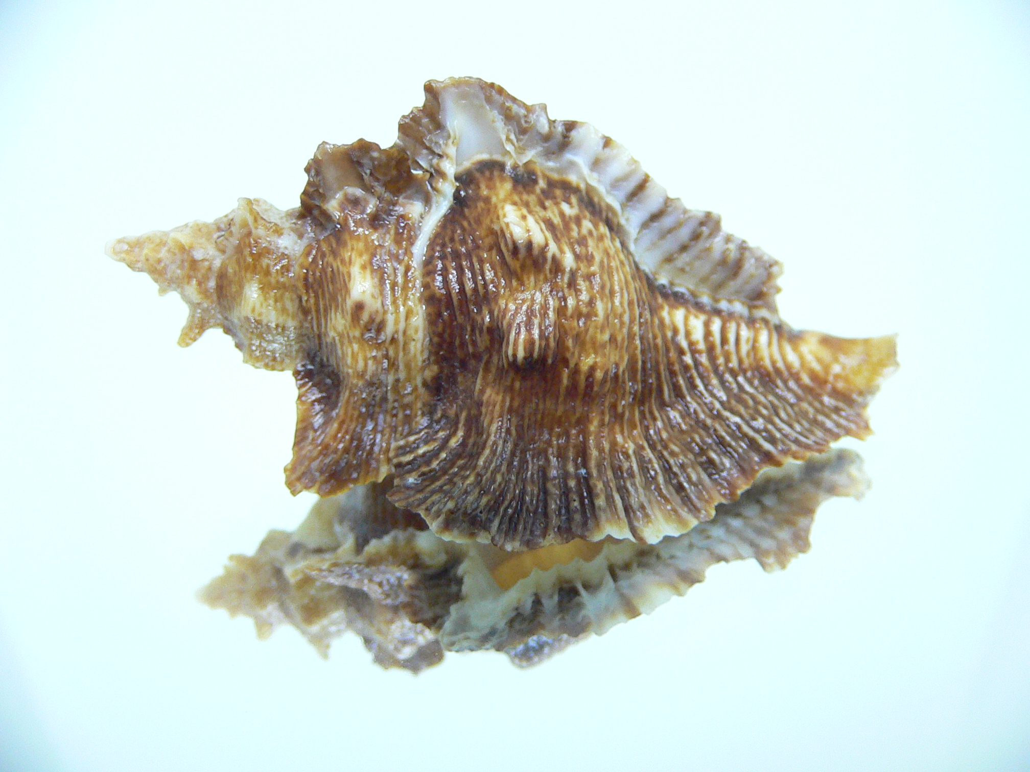 Pterochelus triformis