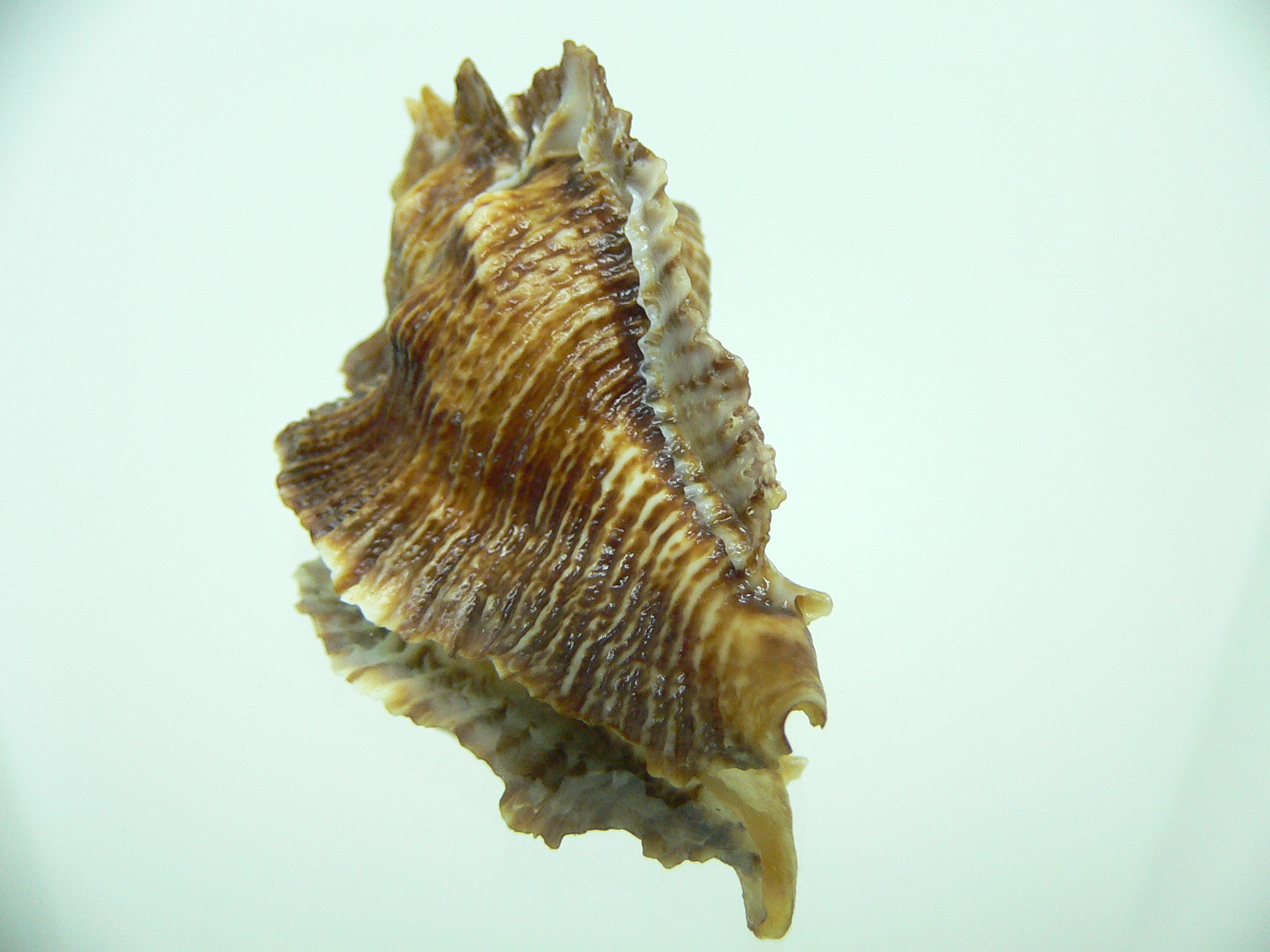 Pterochelus triformis