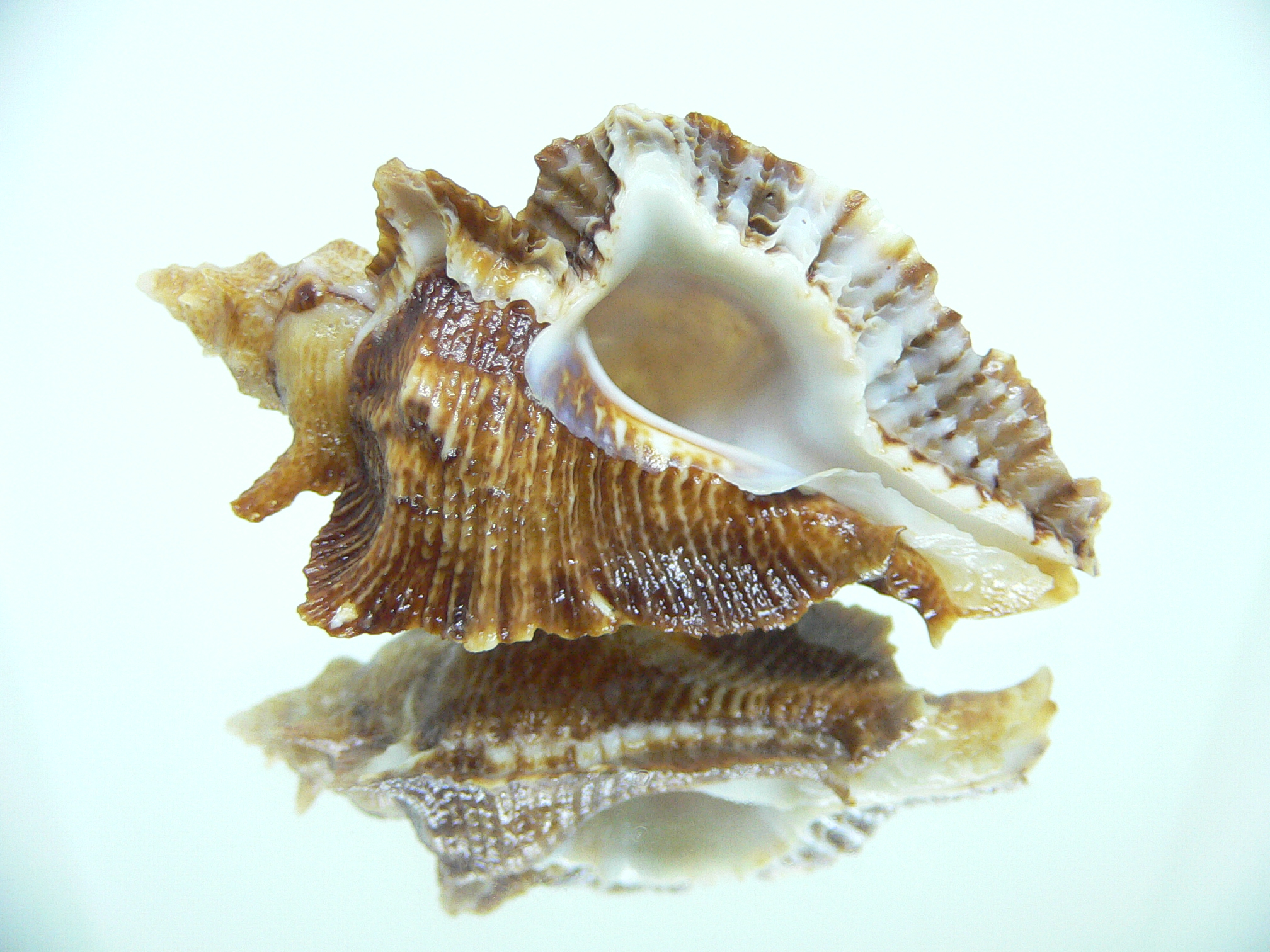 Pterochelus triformis