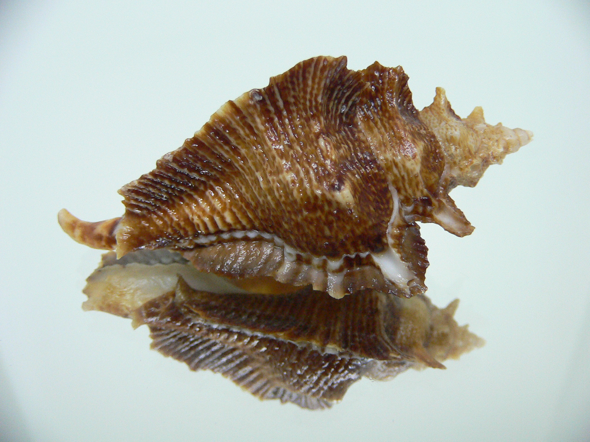 Pterochelus triformis