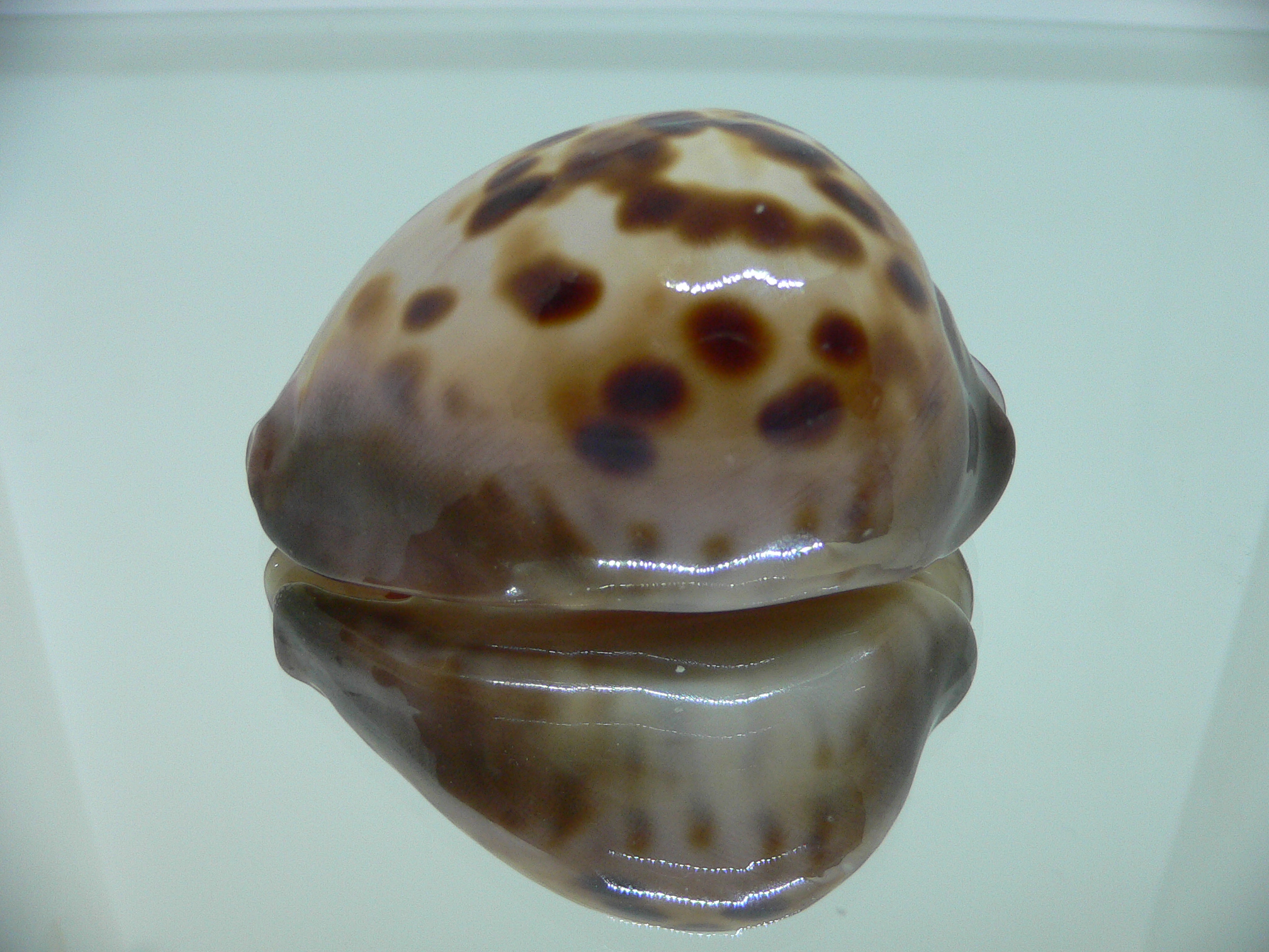 Zoila venusta roseopunctata SUPER