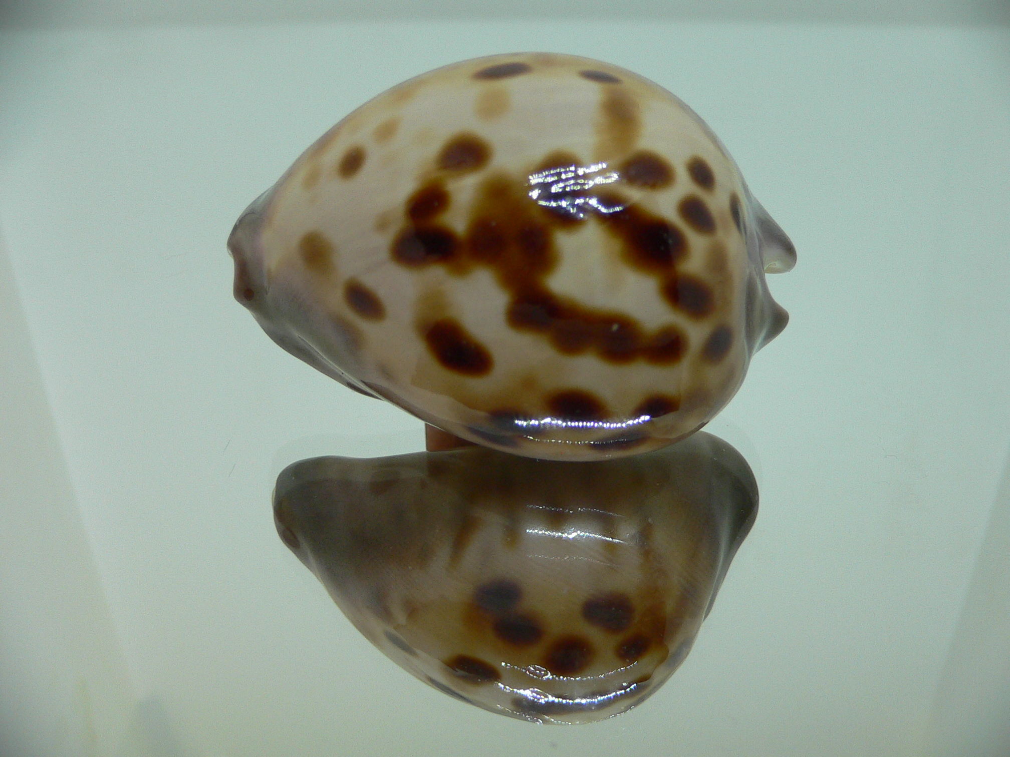 Zoila venusta roseopunctata SUPER