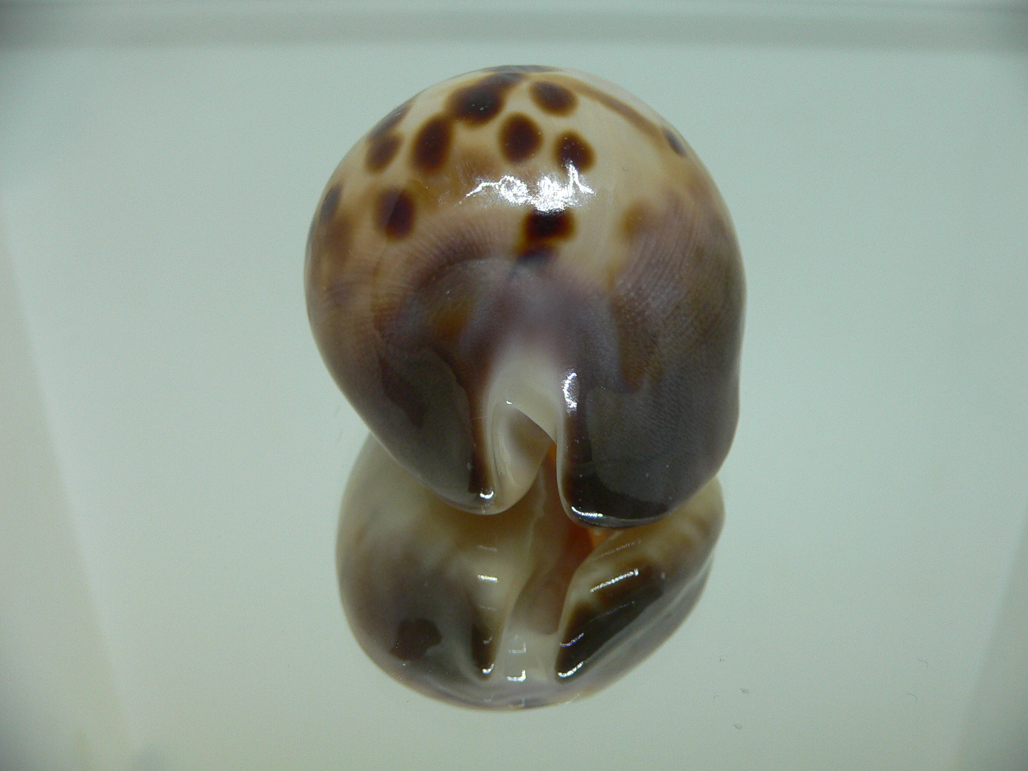 Zoila venusta roseopunctata SUPER