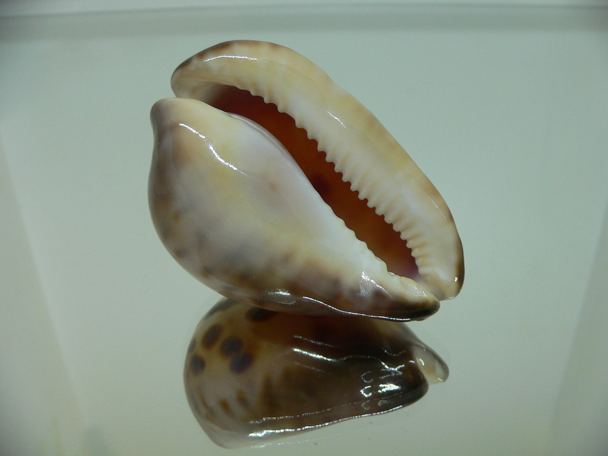 Zoila venusta roseopunctata SUPER