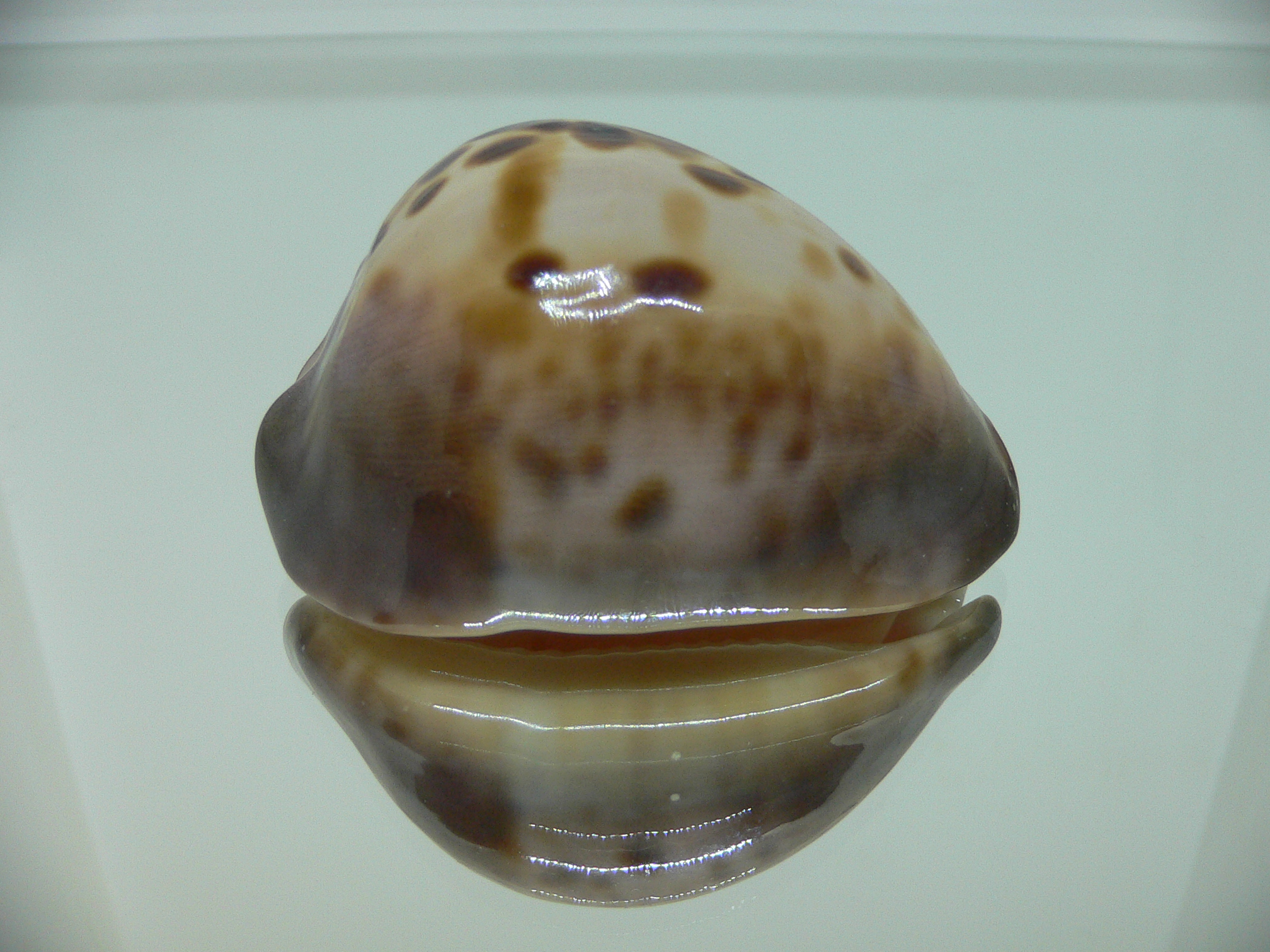 Zoila venusta roseopunctata SUPER