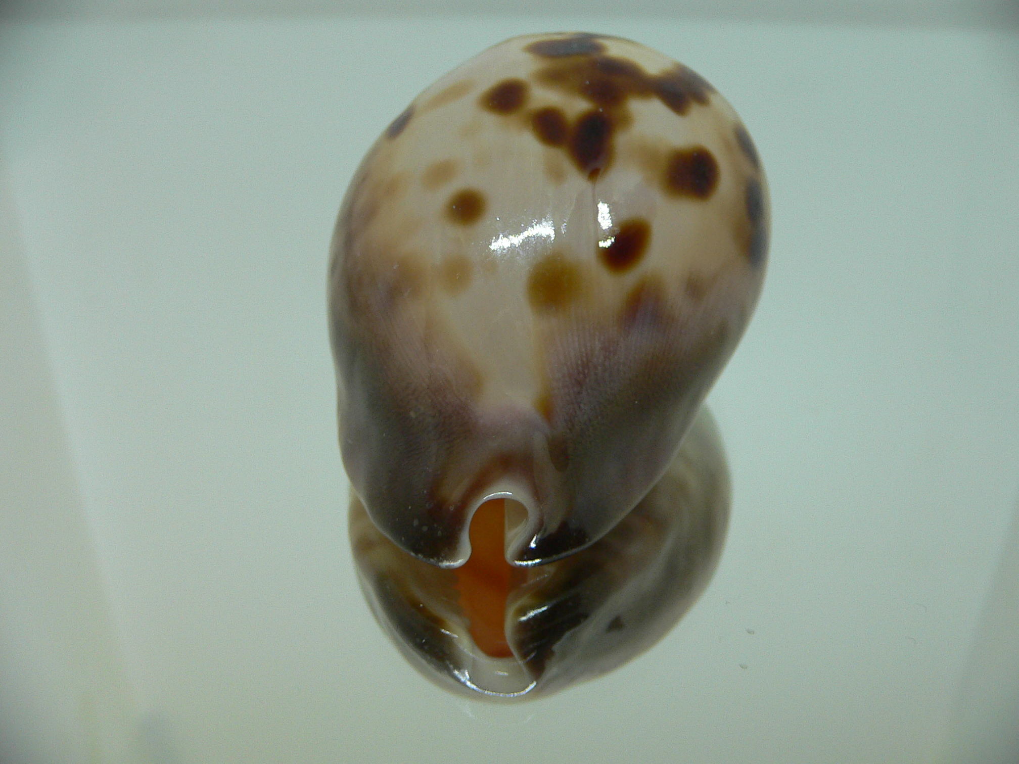 Zoila venusta roseopunctata SUPER