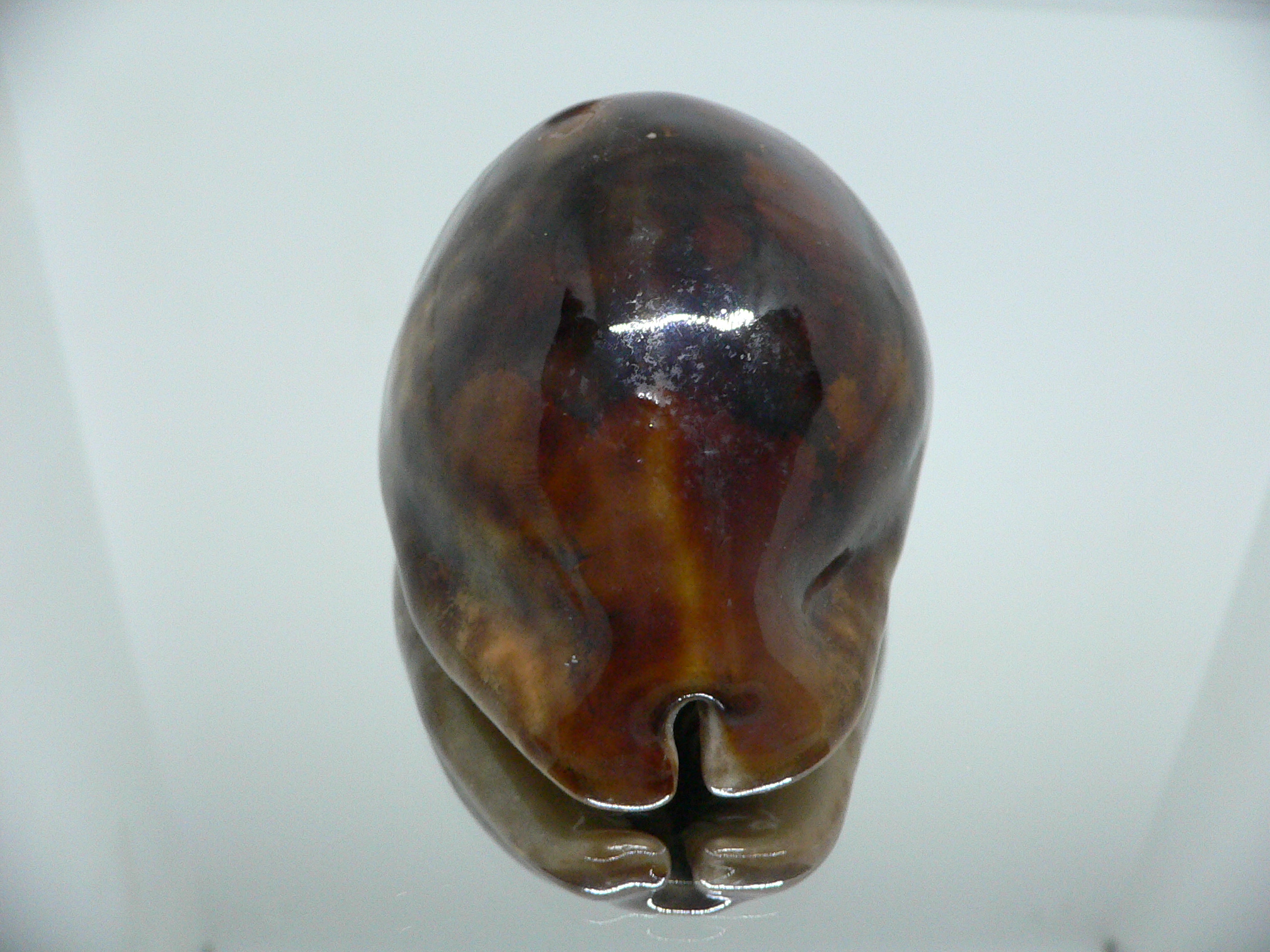 Cypraea stercoraria rattus (var.)