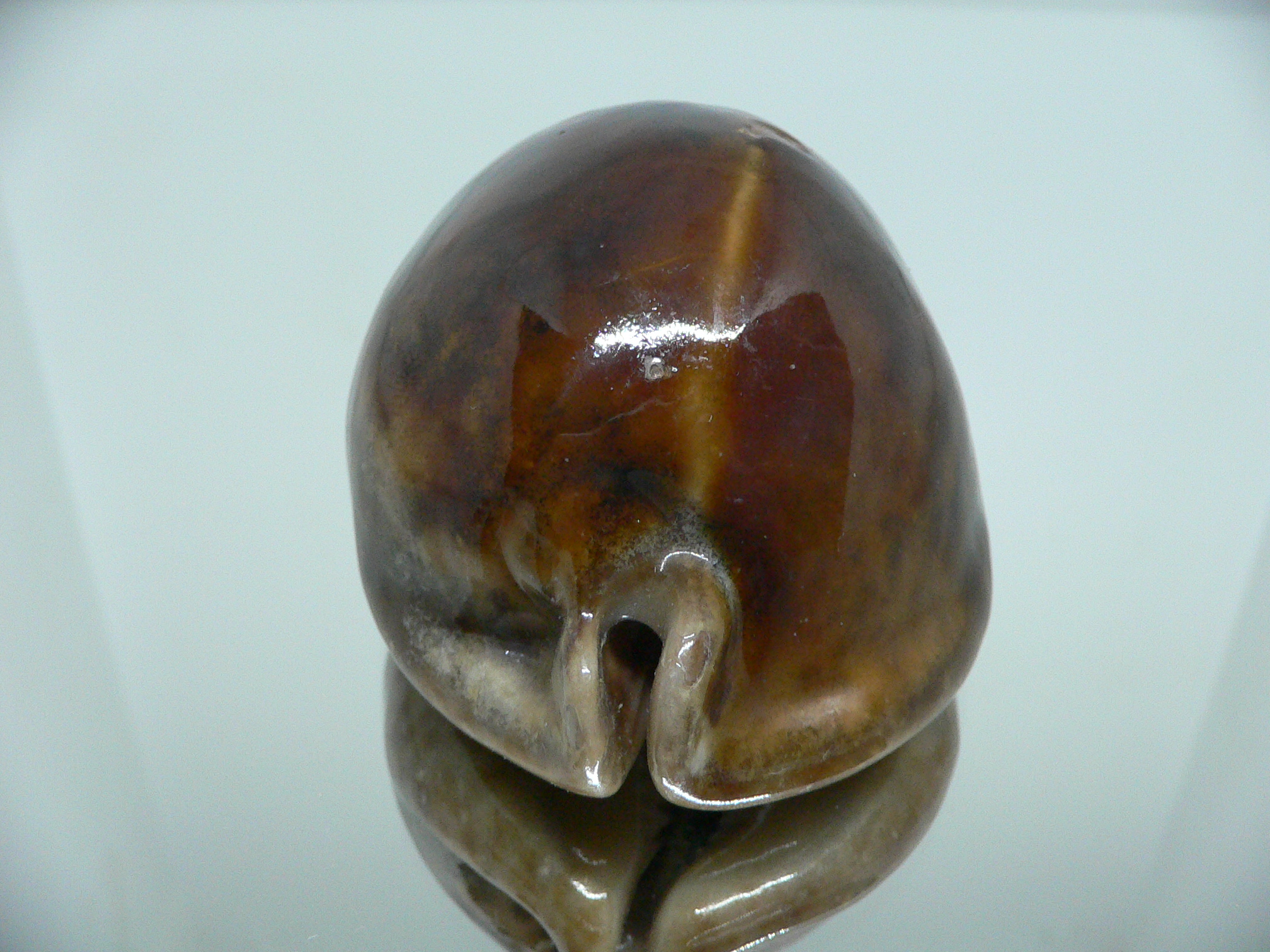 Cypraea stercoraria rattus (var.)