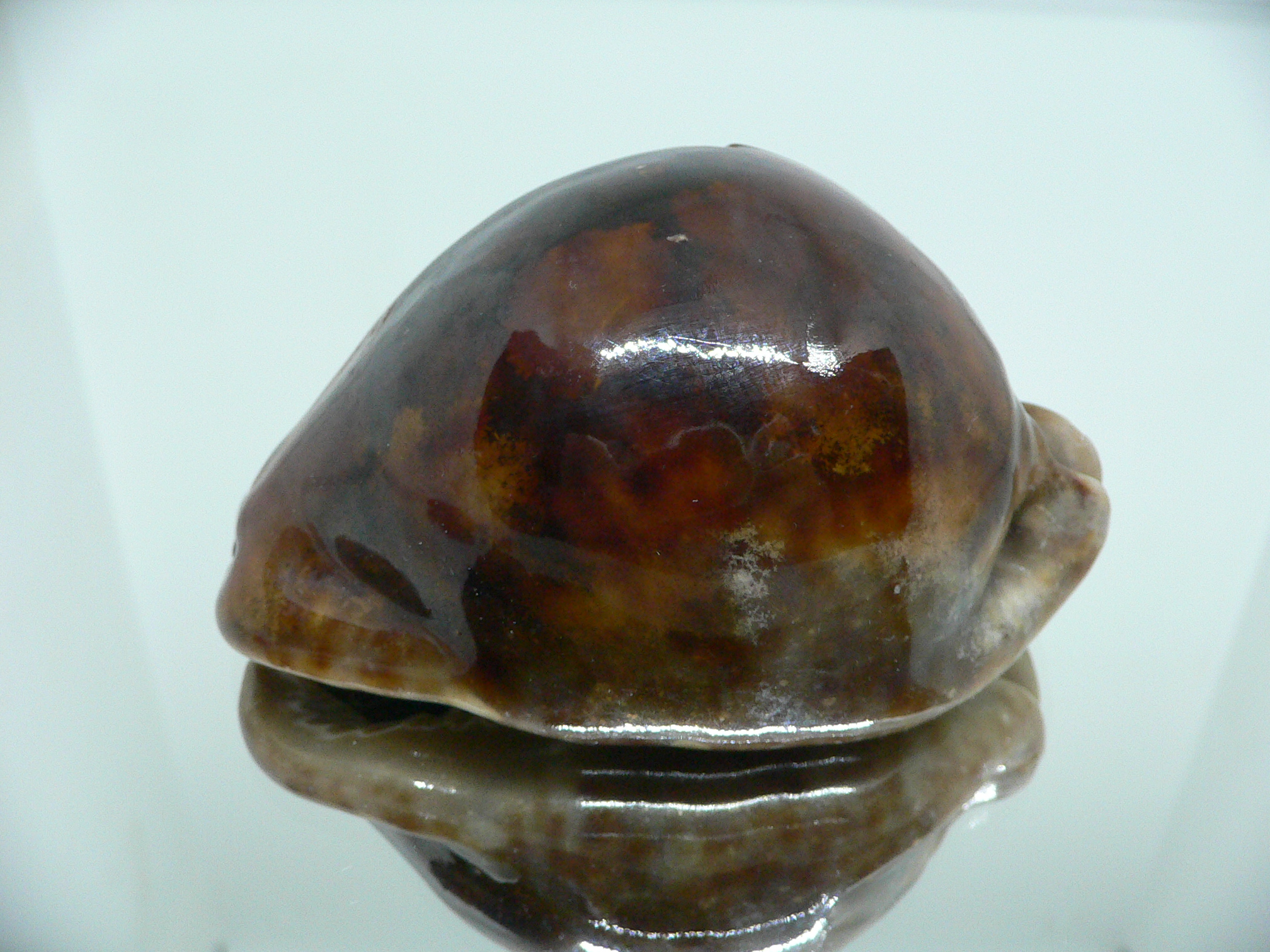 Cypraea stercoraria rattus (var.)